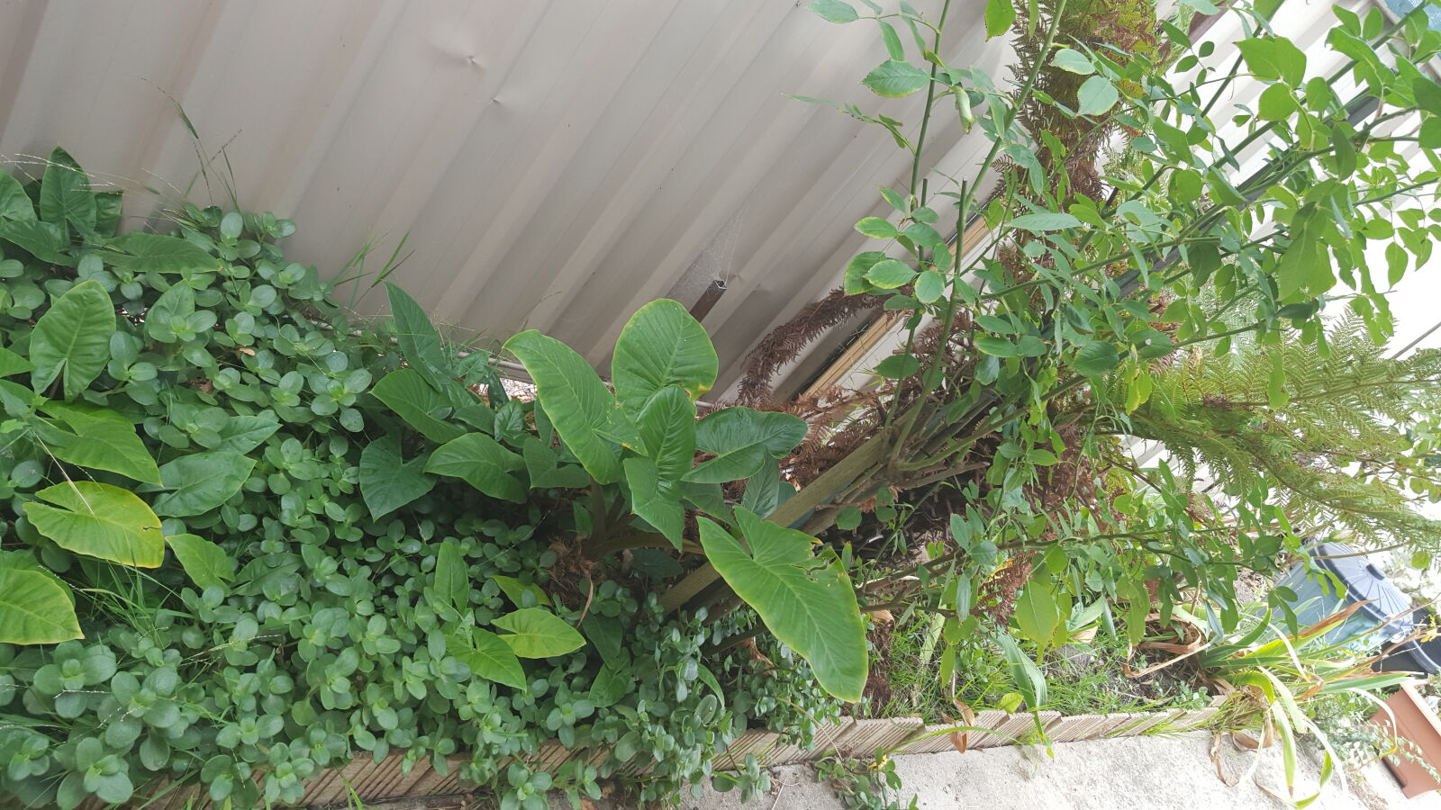Samsung Galaxy S6 sample photo. Garden, house photography