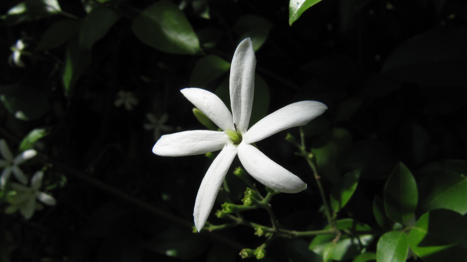 Canon PowerShot SX200 IS sample photo. Flower, flora, color photography