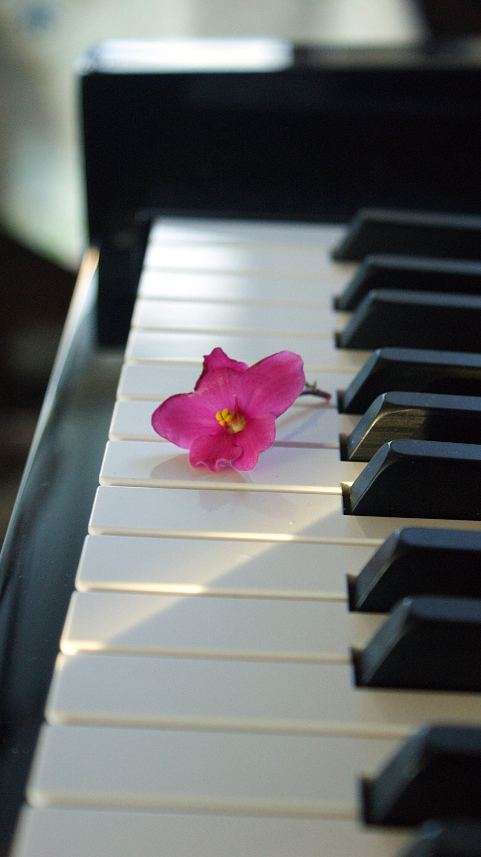 Sony Alpha DSLR-A350 sample photo. Flower, pink flower, piano photography