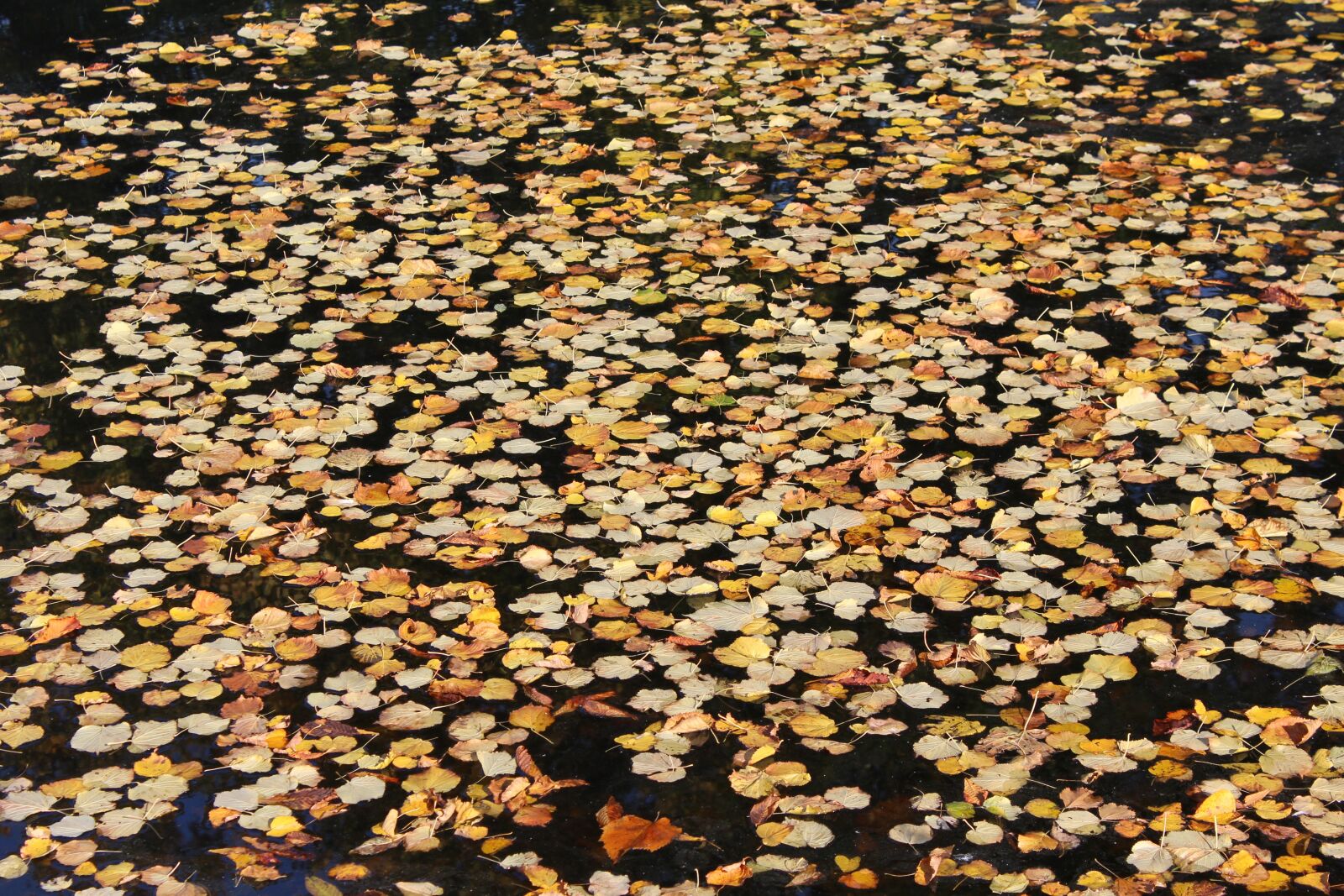 Canon EOS 1200D (EOS Rebel T5 / EOS Kiss X70 / EOS Hi) sample photo. The leaves in the photography