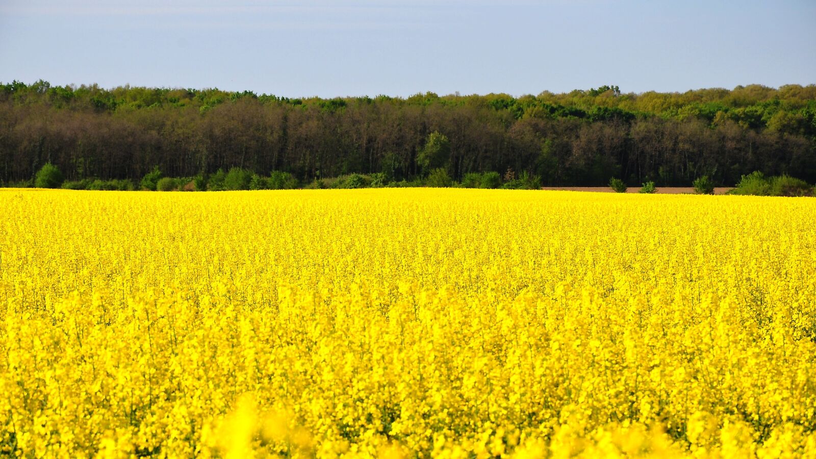 Nikon D90 sample photo. Rape, spring, canola field photography
