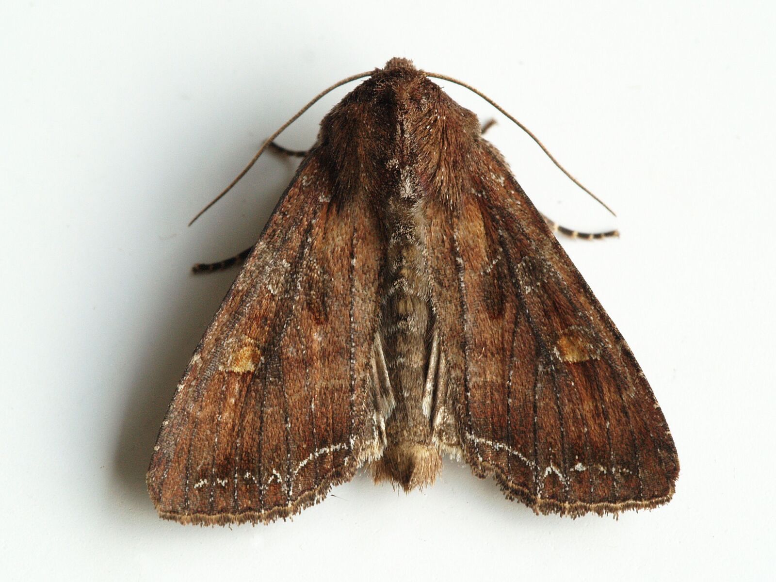Olympus E-500 (EVOLT E-500) sample photo. Fruit owl, moth, bug photography