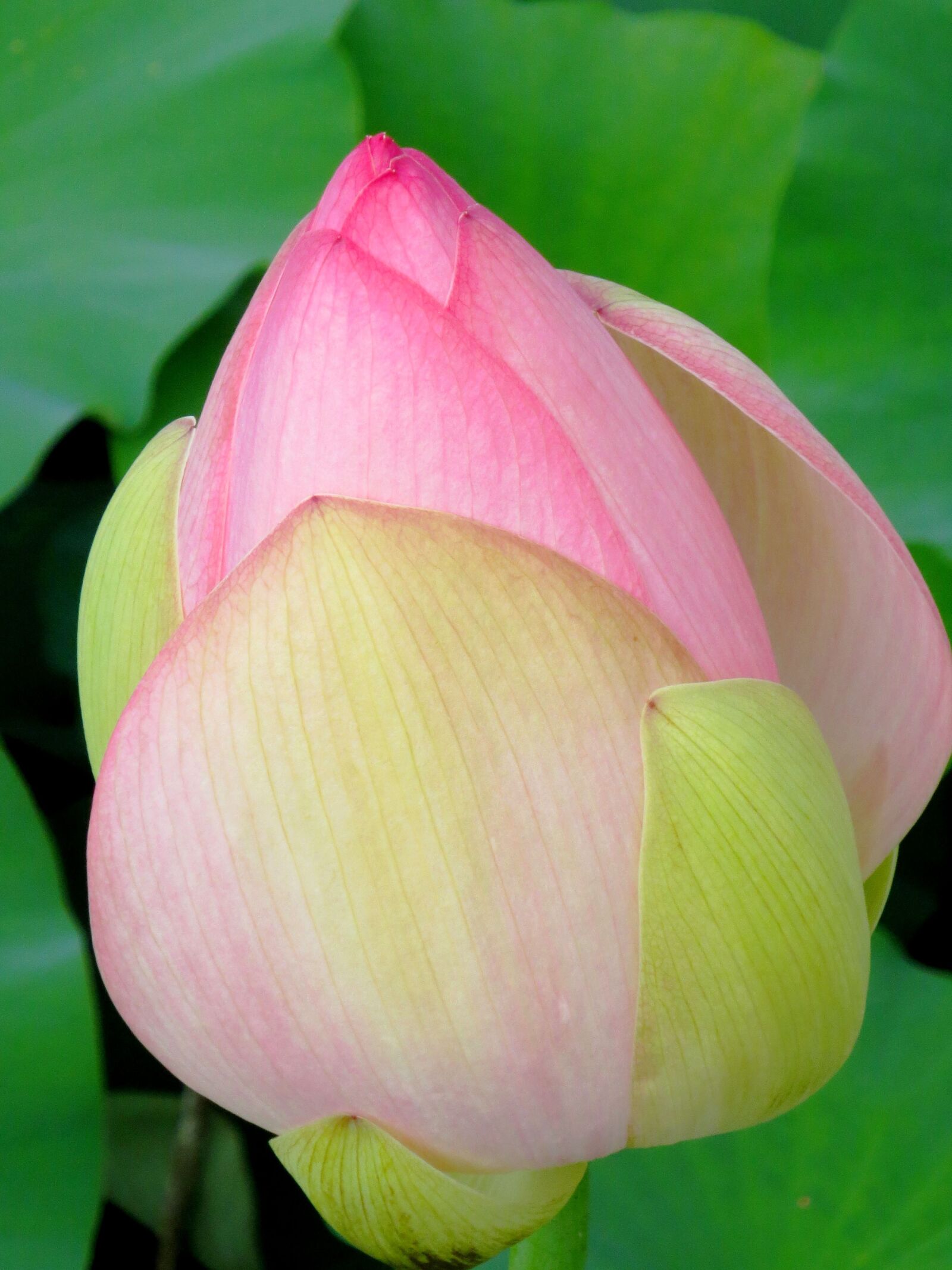 Canon IXUS 240 HS sample photo. Lotus, flower, pink photography