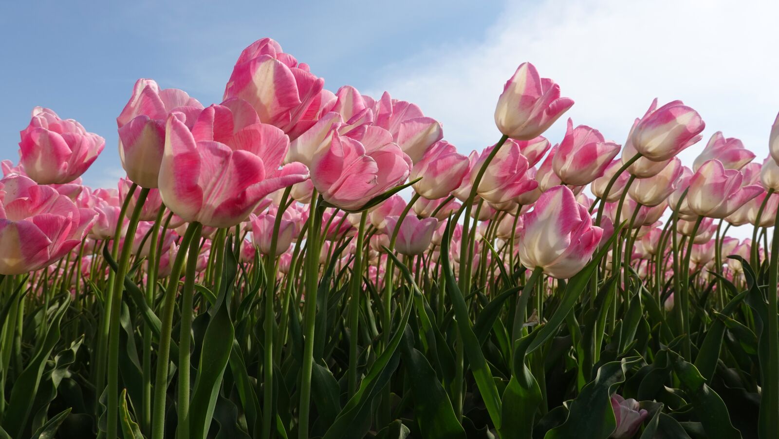 Sony Cyber-shot DSC-RX100 VI sample photo. Tulips, pink, tulip fields photography