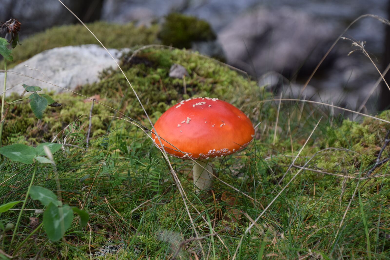Nikon D3300 sample photo. Fungi, wild mushroom, toadstool photography
