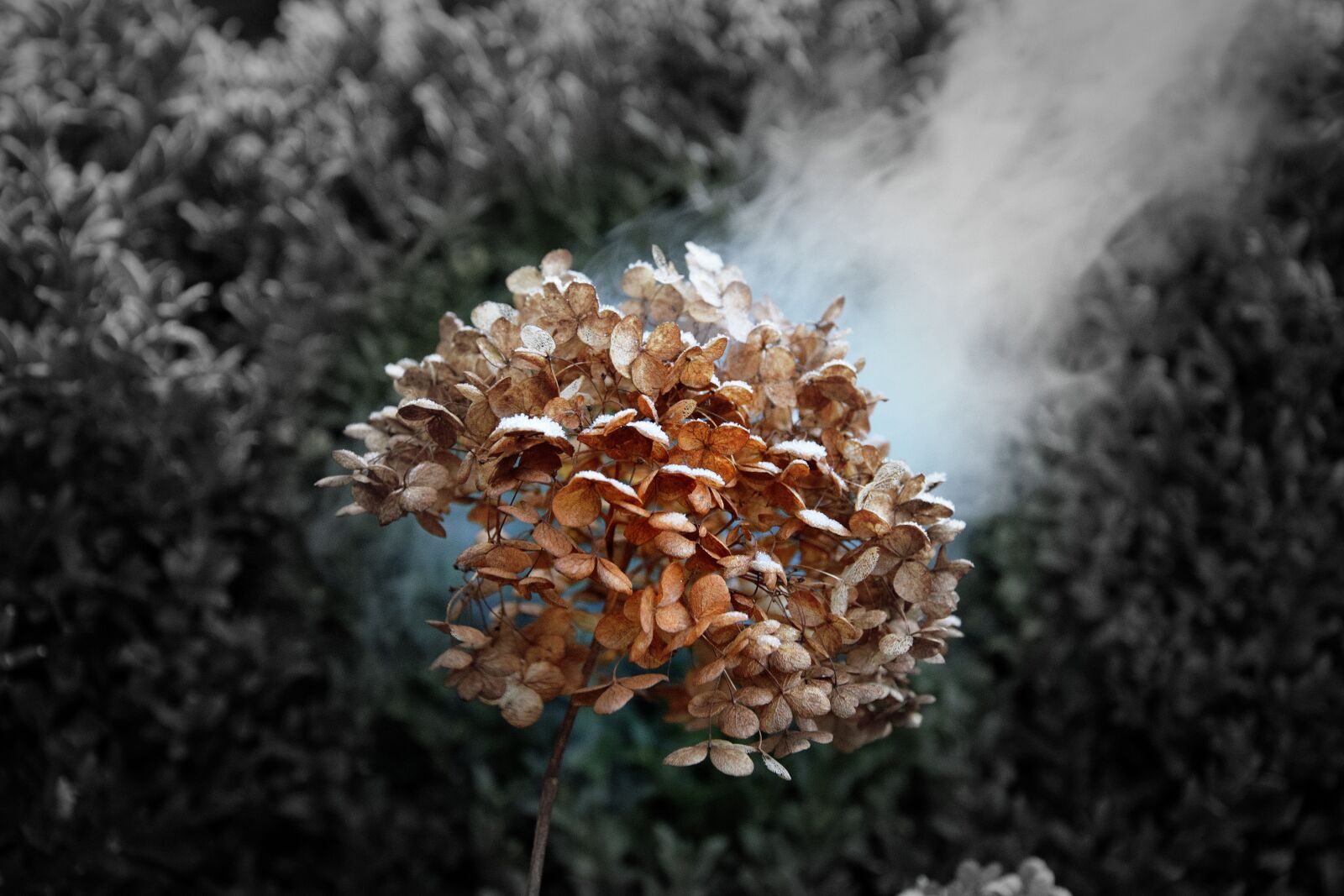 Nikon D3300 sample photo. Nature, tree, at the photography
