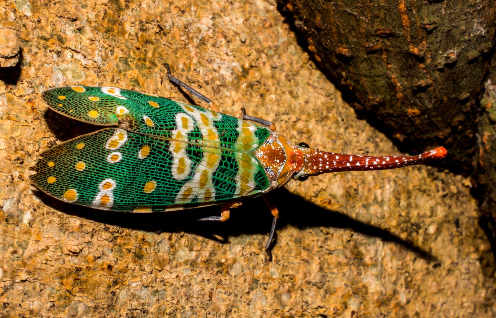 Nikon D5200 sample photo. Canthigaster cicada, fulgoromorpha, insect photography