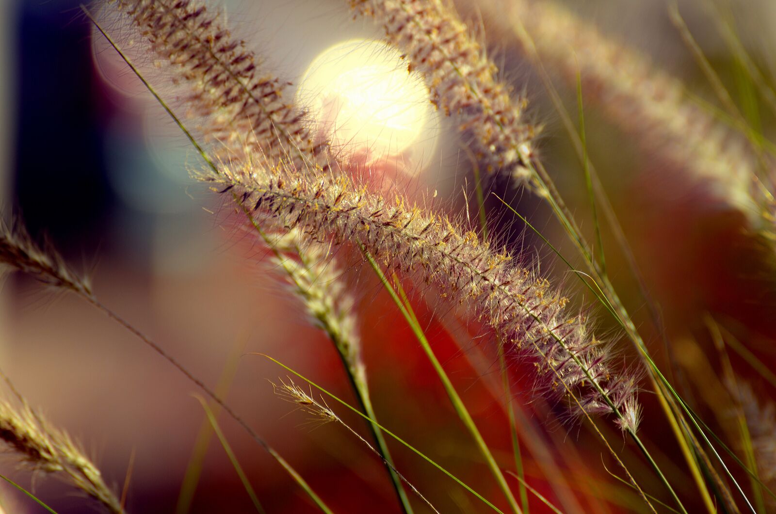 Nikon D7000 sample photo. Seed, nature, wheat photography