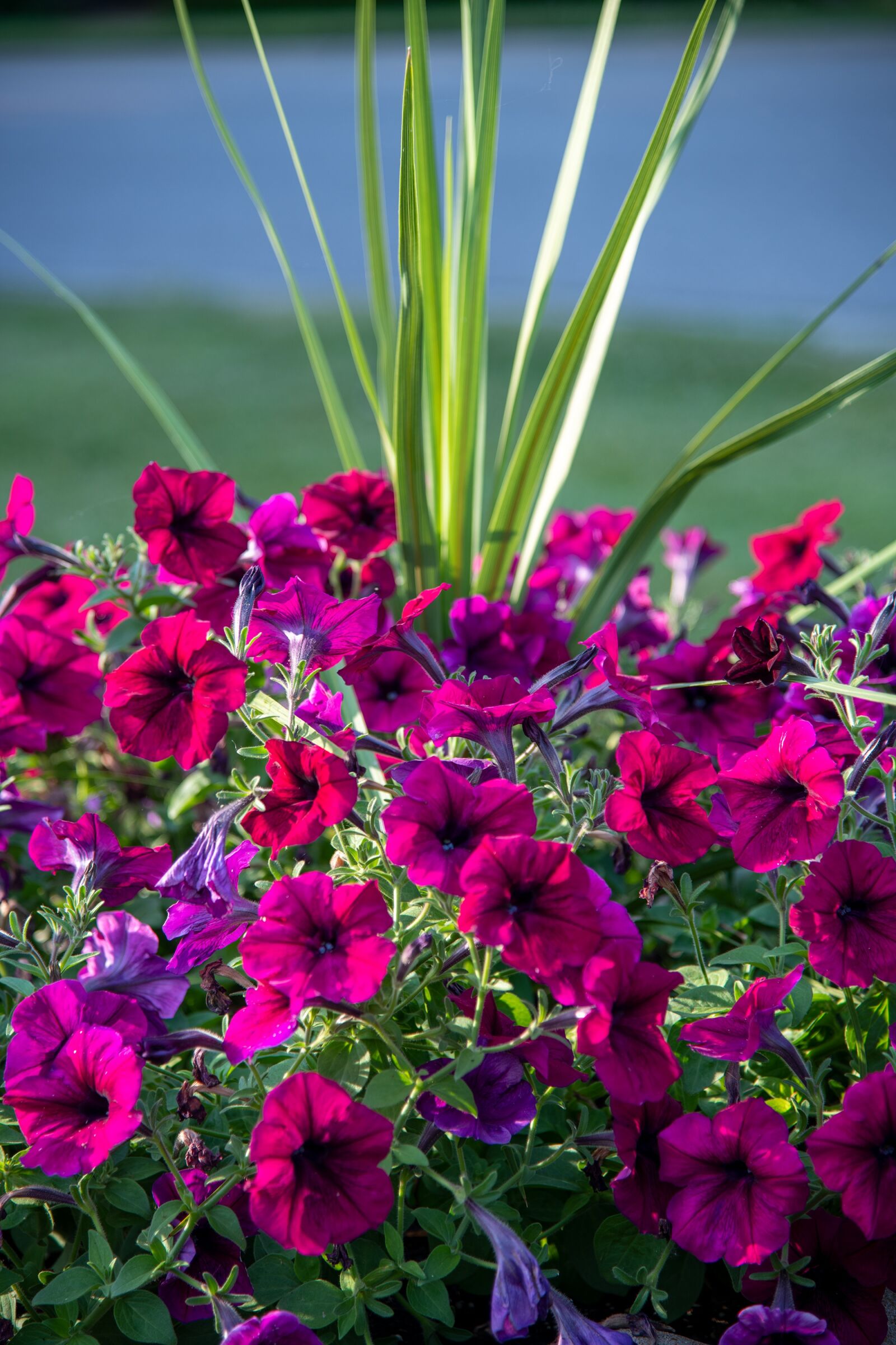 Nikon D850 sample photo. Petunia, purple, purple petunia photography