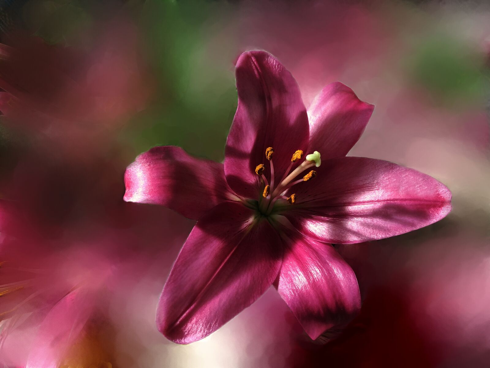 iPhone 8 back camera 3.99mm f/1.8 sample photo. Blossom, bloom, lily photography