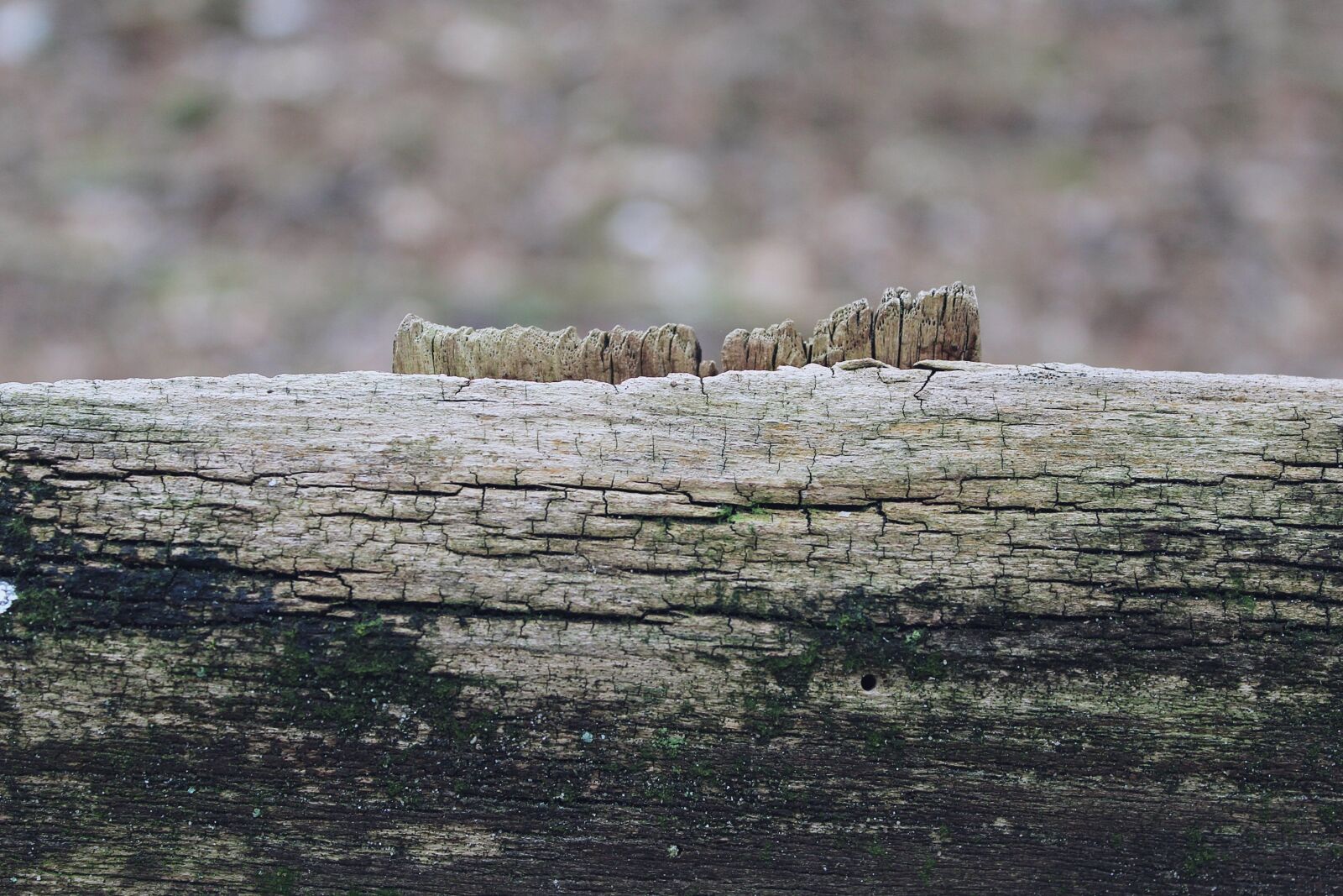 Canon EOS 1200D (EOS Rebel T5 / EOS Kiss X70 / EOS Hi) sample photo. Wood, shield, old photography