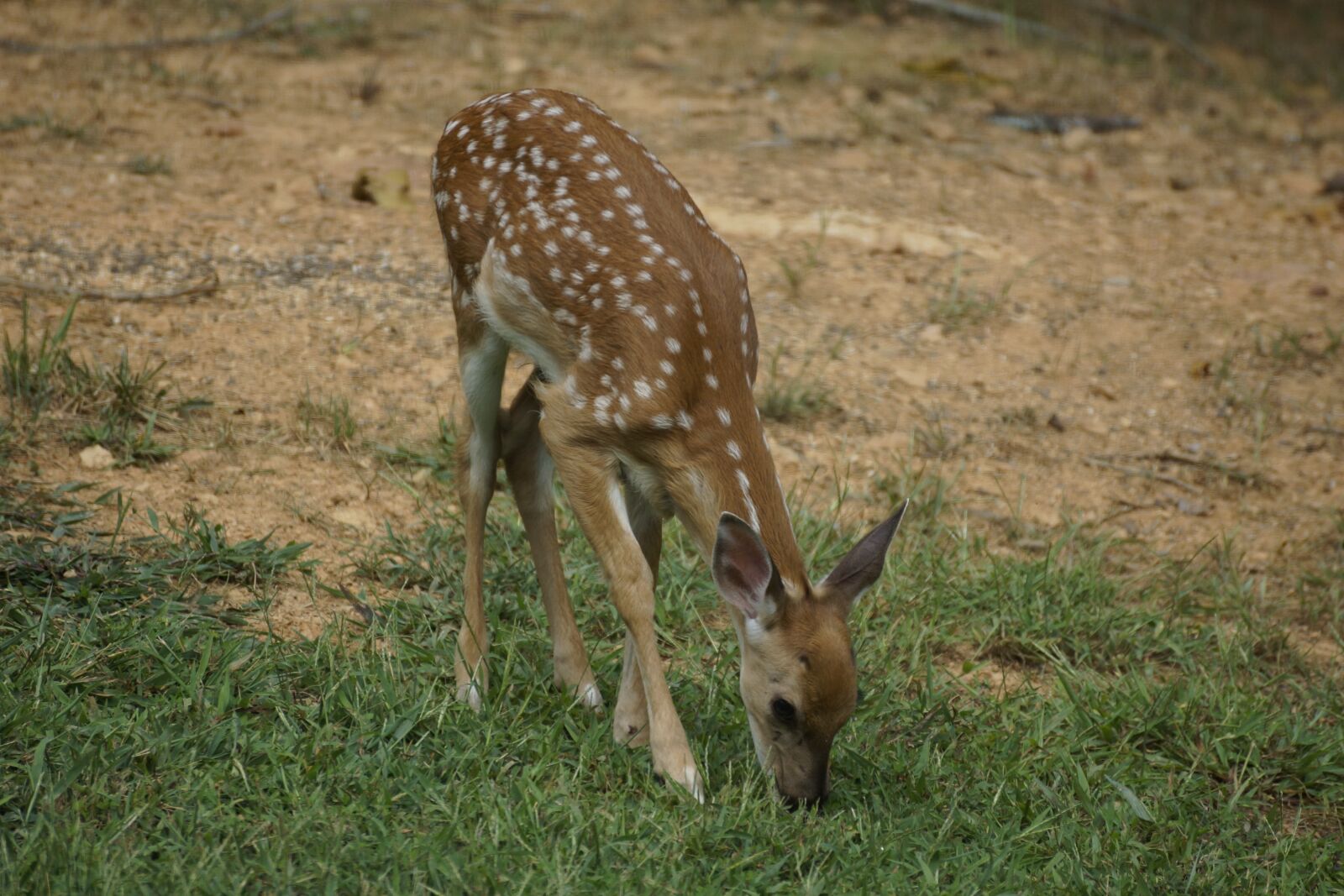 Sony DT 55-300mm F4.5-5.6 SAM sample photo. Deer, fawn, grazing photography
