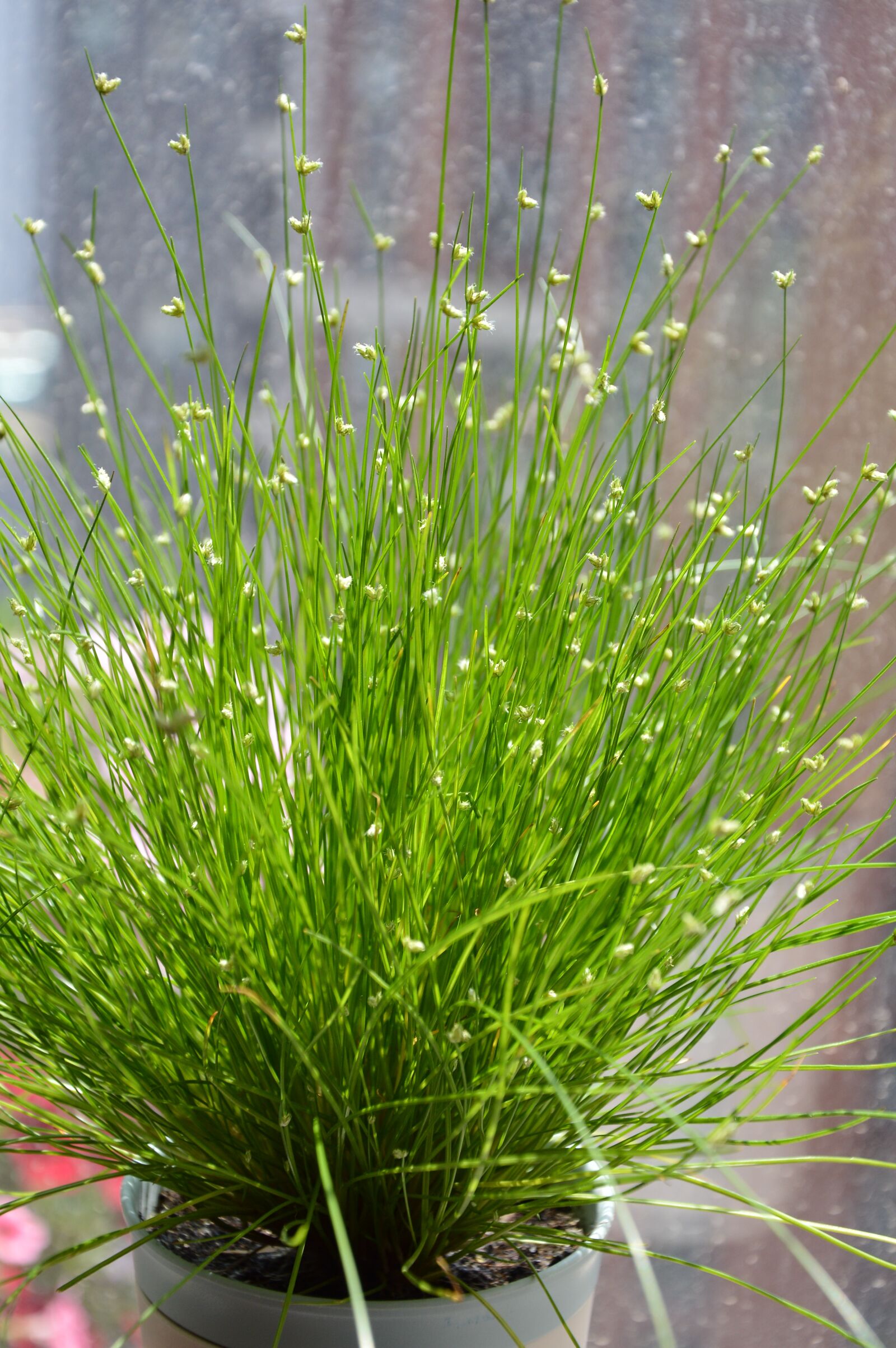Nikon D3200 sample photo. Grass, spring, natural photography