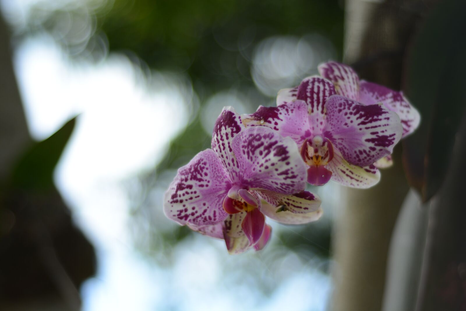 Nikon D5200 sample photo. Orchid, flower, plant photography