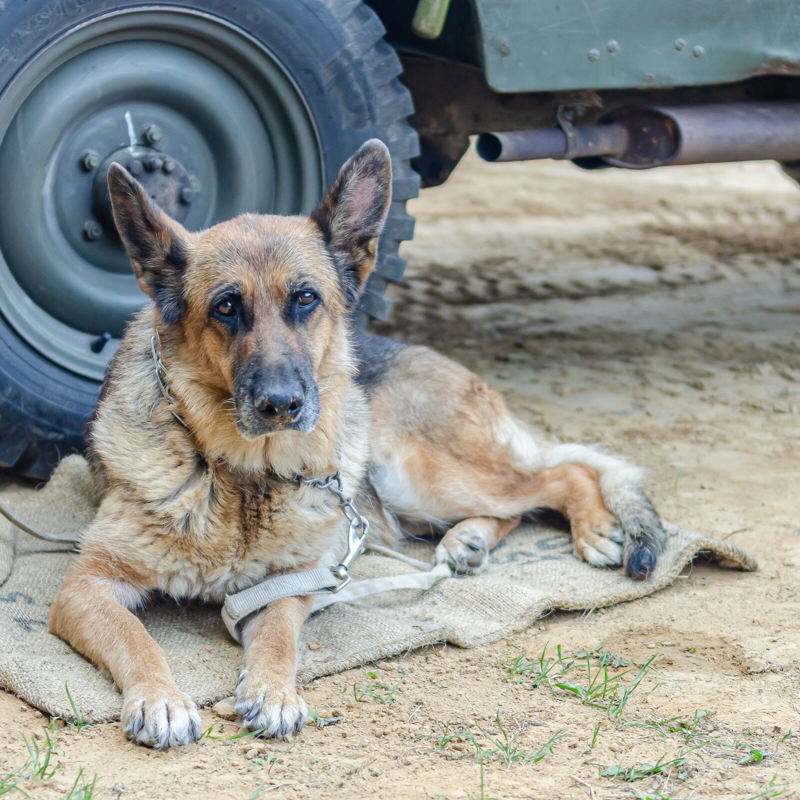 Nikon D7000 sample photo. Berger, german, dog photography