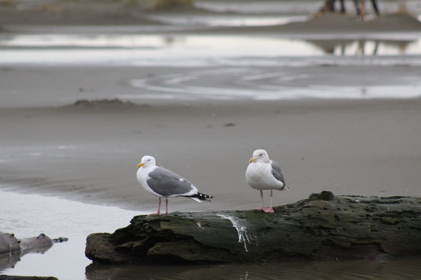 Canon EOS 1200D (EOS Rebel T5 / EOS Kiss X70 / EOS Hi) + Canon EF75-300mm f/4-5.6 sample photo. Seagulls, birds, rocks photography