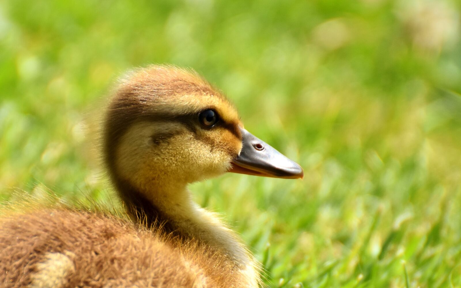 Nikon D7200 sample photo. Mallard, chicks, baby photography