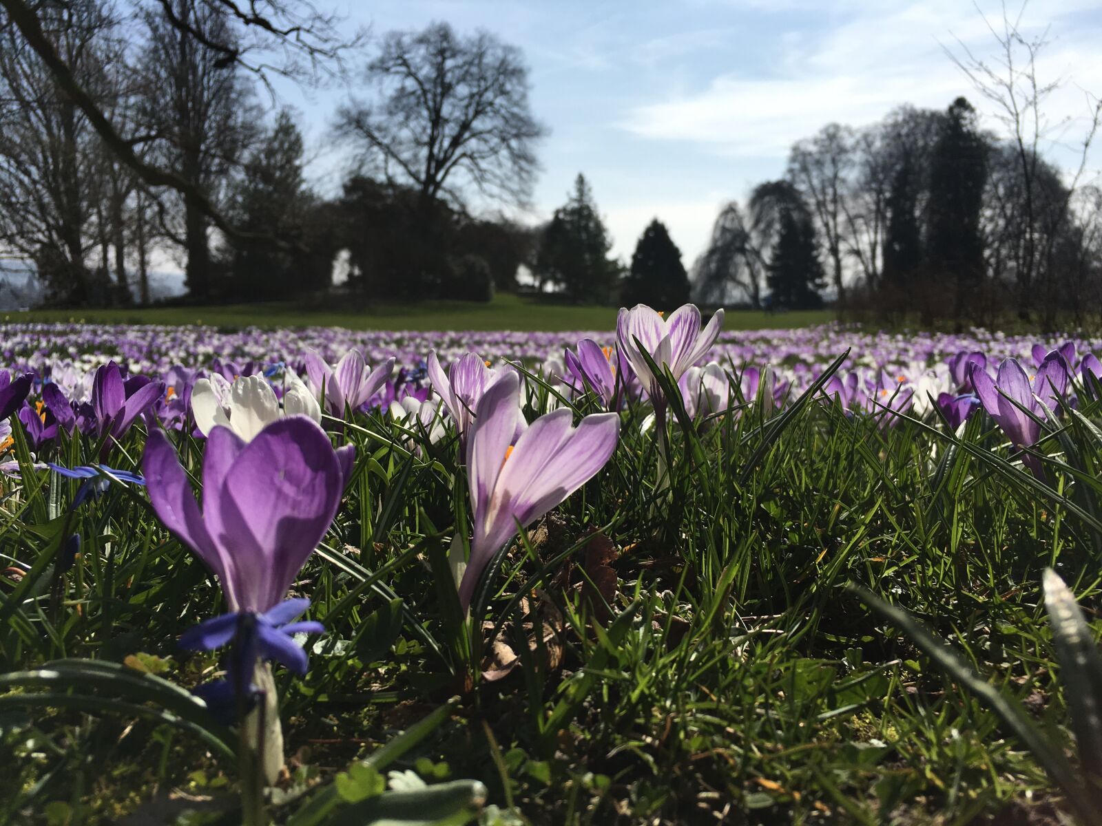 Apple iPhone 6s Plus sample photo. Spring, crocus, meadow photography