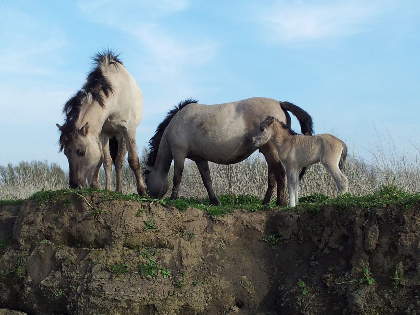Samsung Galaxy S2 sample photo. Horses, ooij, wild photography