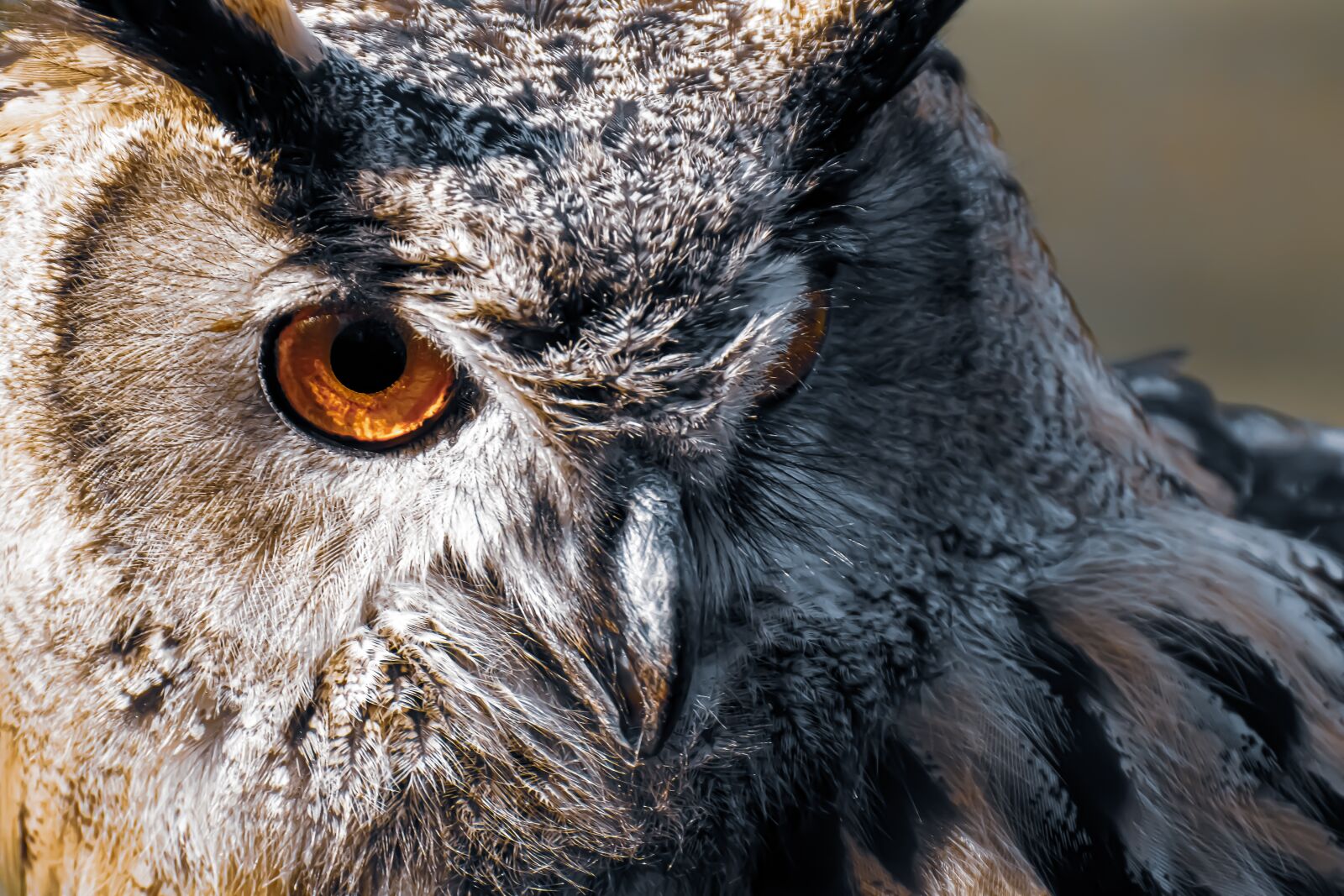Nikon D7200 sample photo. Owl, bird, feather photography