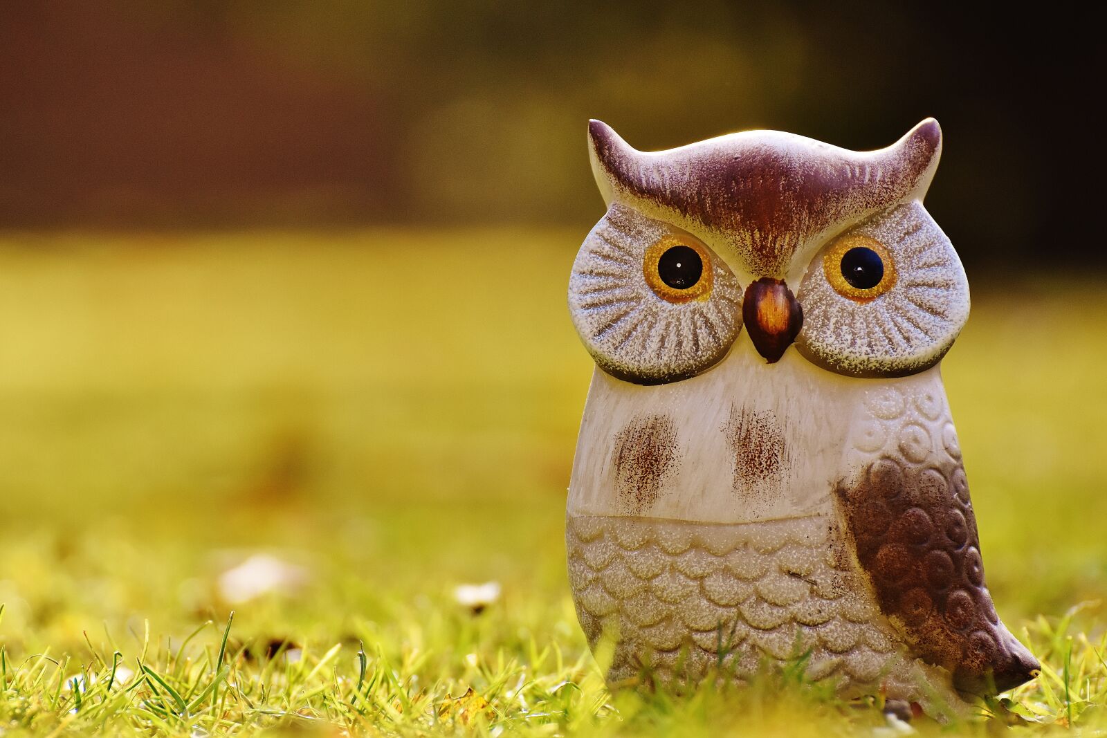 Nikon D7200 sample photo. Owl, bird, funny photography