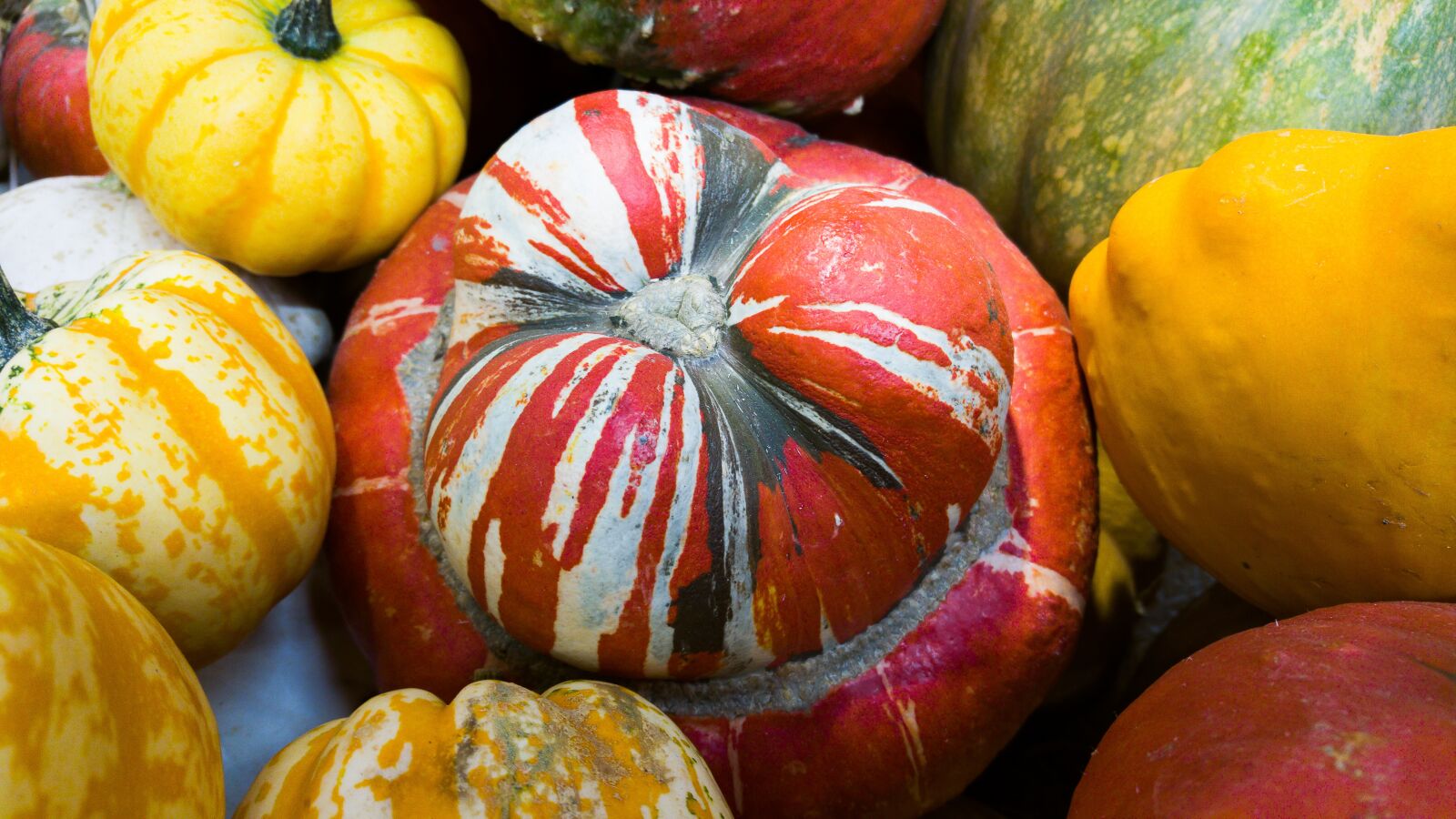 LG G4 sample photo. Pumpkins, vegetables photography