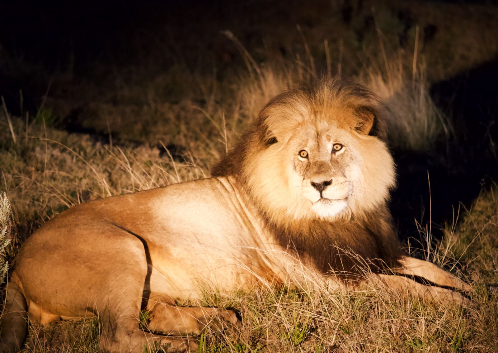Canon EOS 6D + Canon EF 70-200mm F4L IS USM sample photo. Lion, wild, africa photography