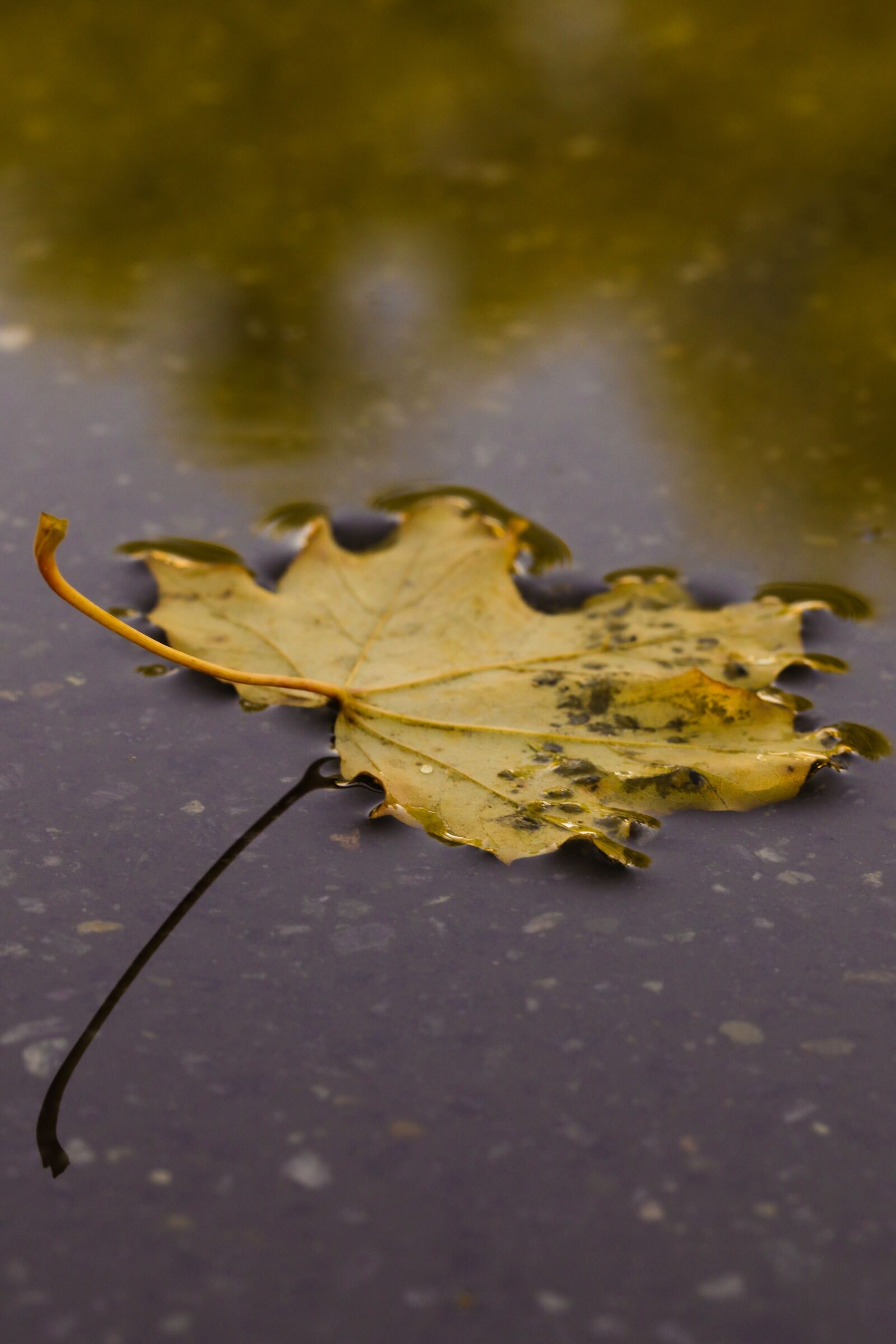 Canon EOS 7D Mark II sample photo. Leaf, autumn leaves, nature photography