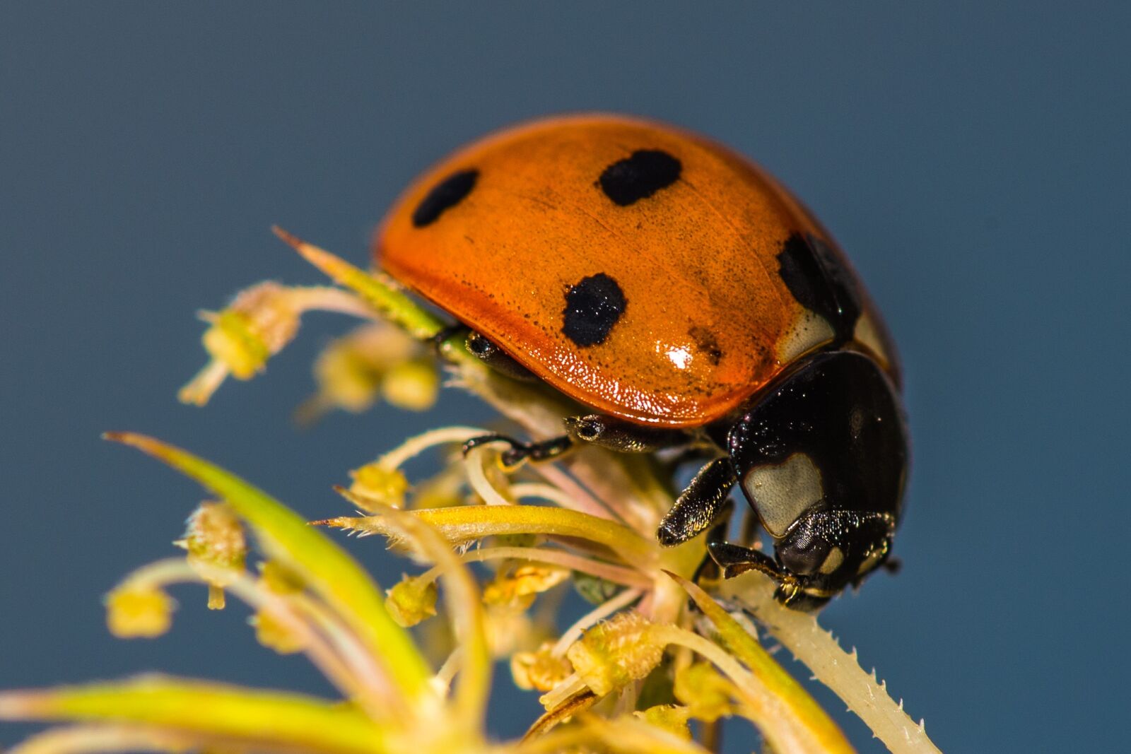 Nikon D600 sample photo. Ladybug, flower, insect photography