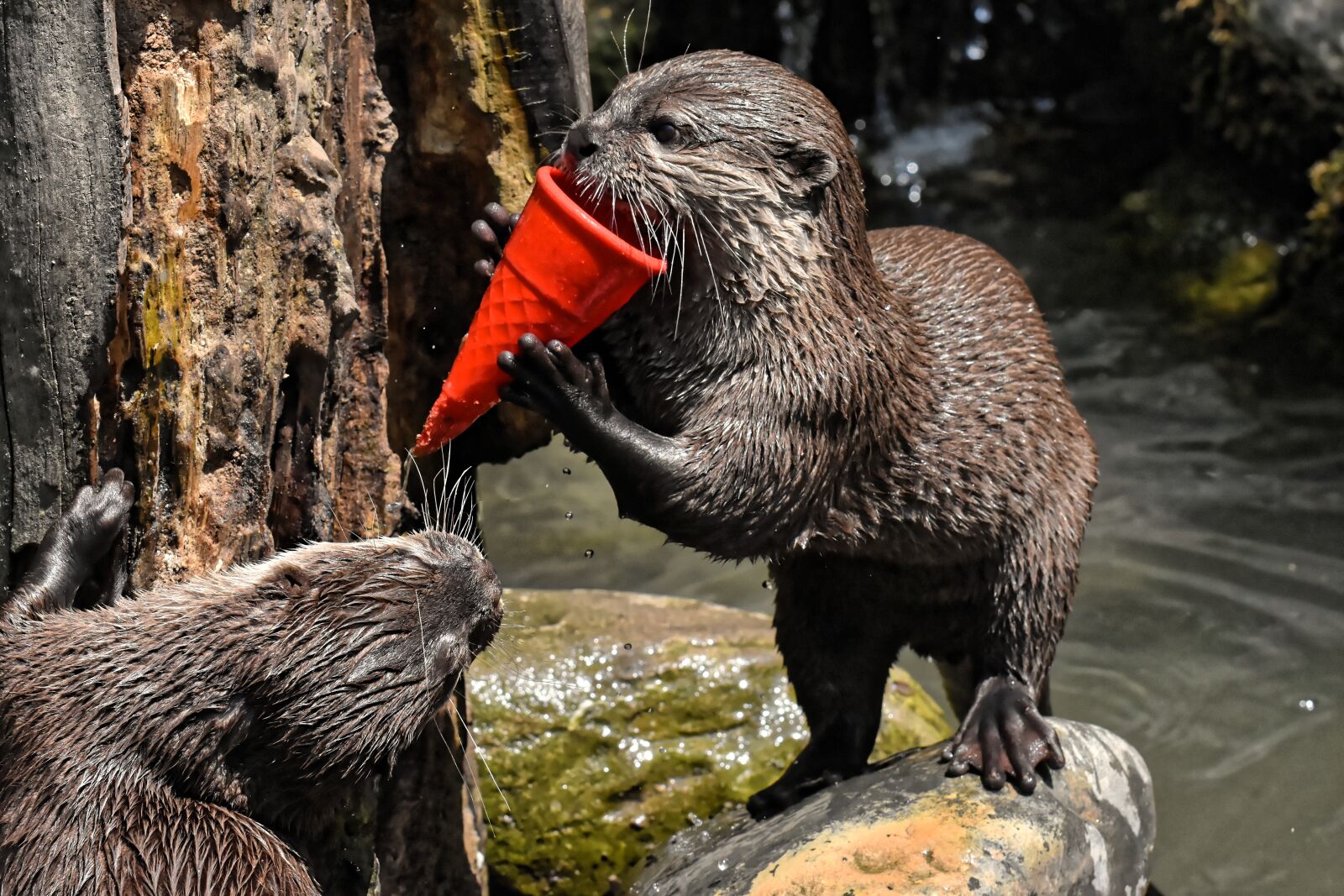 Nikon D7200 sample photo. Otter, playful, play photography