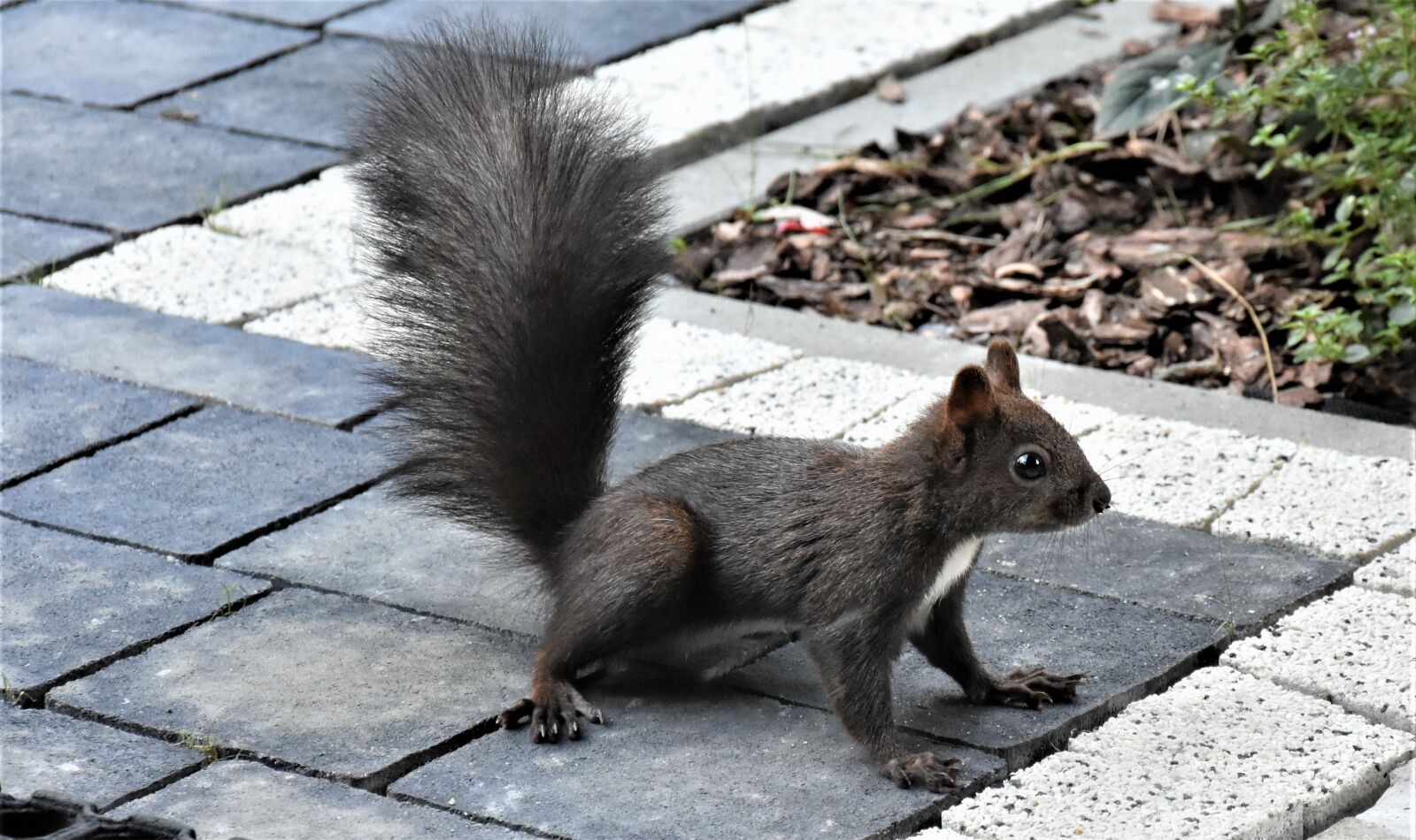 Nikon D7200 sample photo. The squirrel, autumn, mammal photography