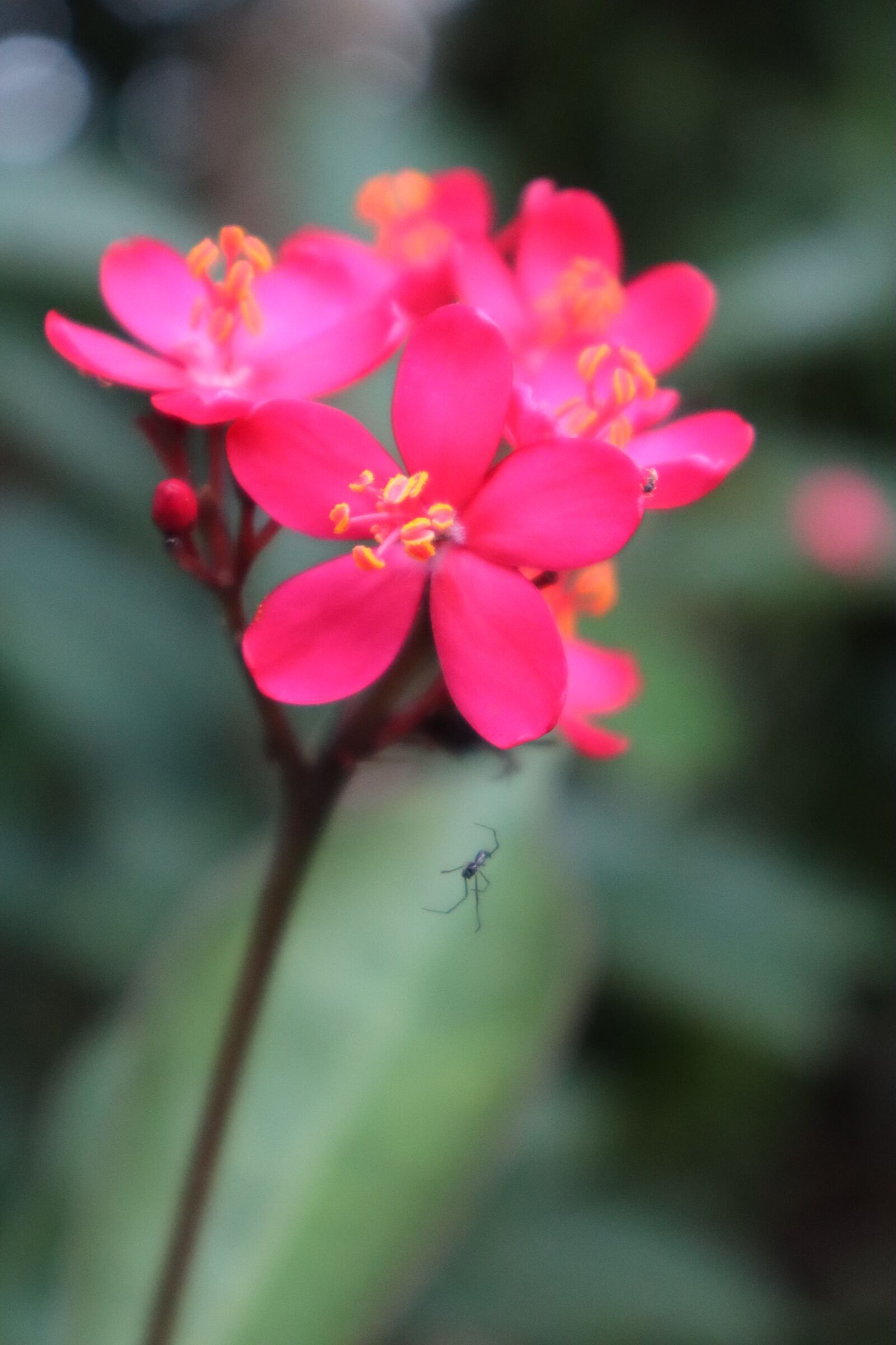 Canon EF-M 15-45mm F3.5-6.3 IS STM sample photo. Flowers, flower, pink photography