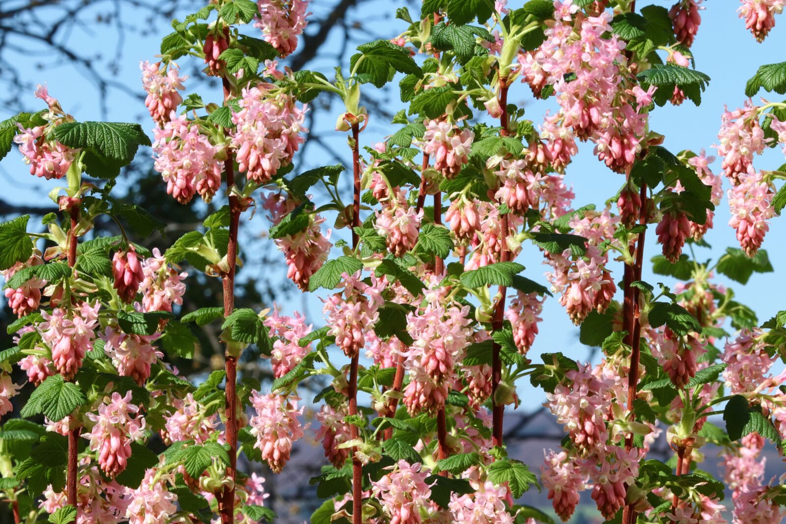 Canon EOS 200D (EOS Rebel SL2 / EOS Kiss X9) sample photo. Currant, ornamental shrub, corpuscle photography