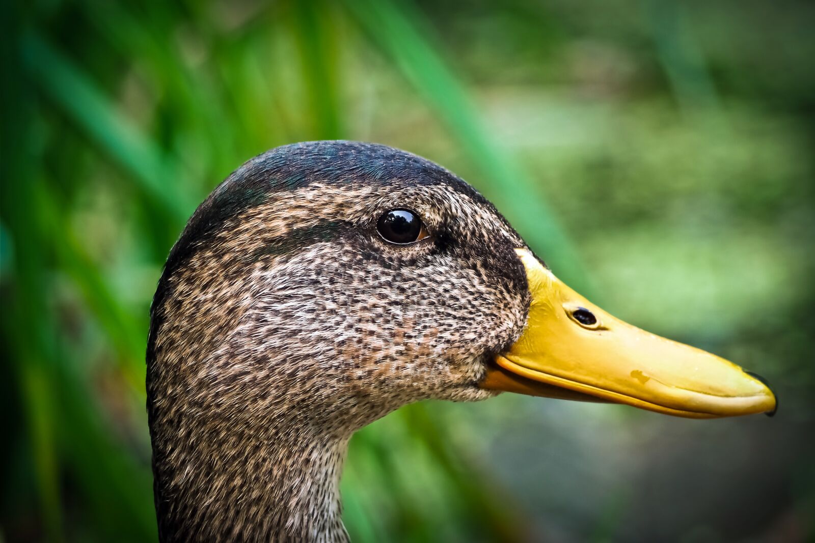 Olympus OM-D E-M10 sample photo. Duck, drake, water bird photography