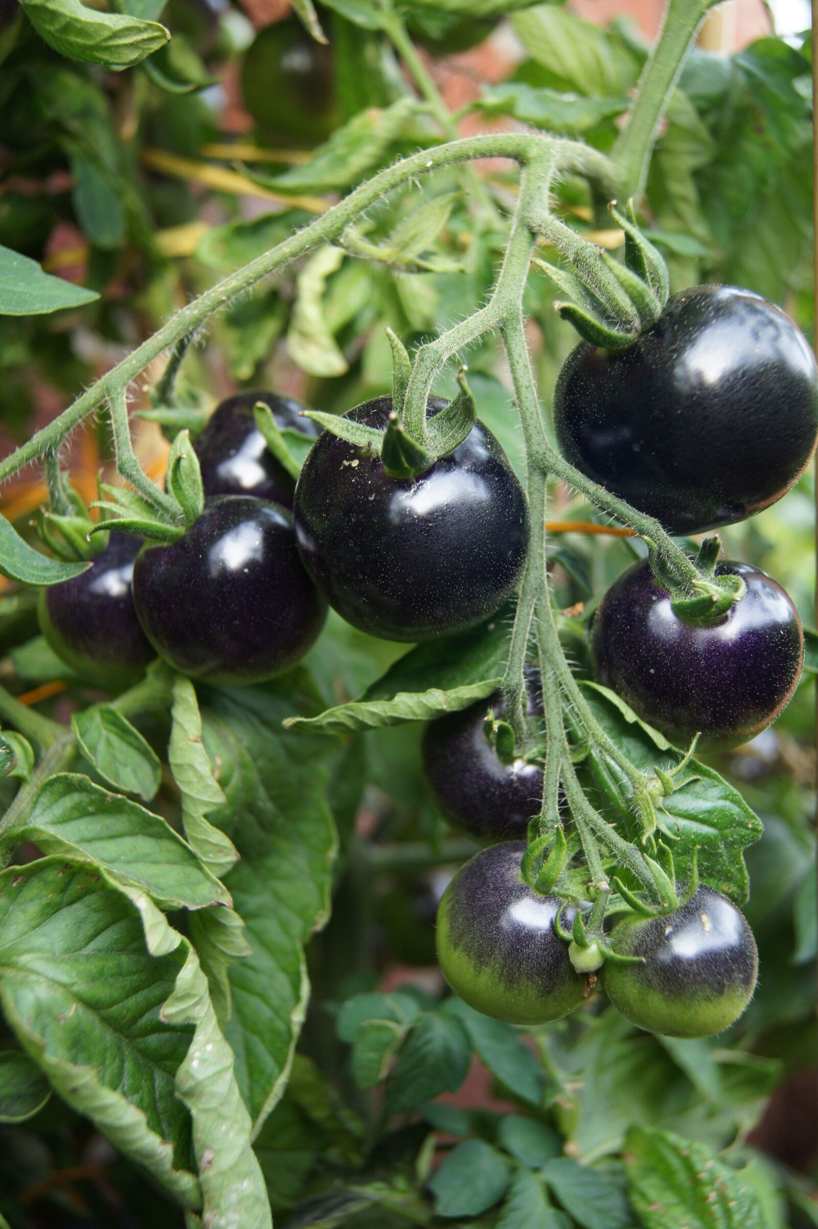 Sony SLT-A55 (SLT-A55V) sample photo. Black tomatoes, tomato plant photography