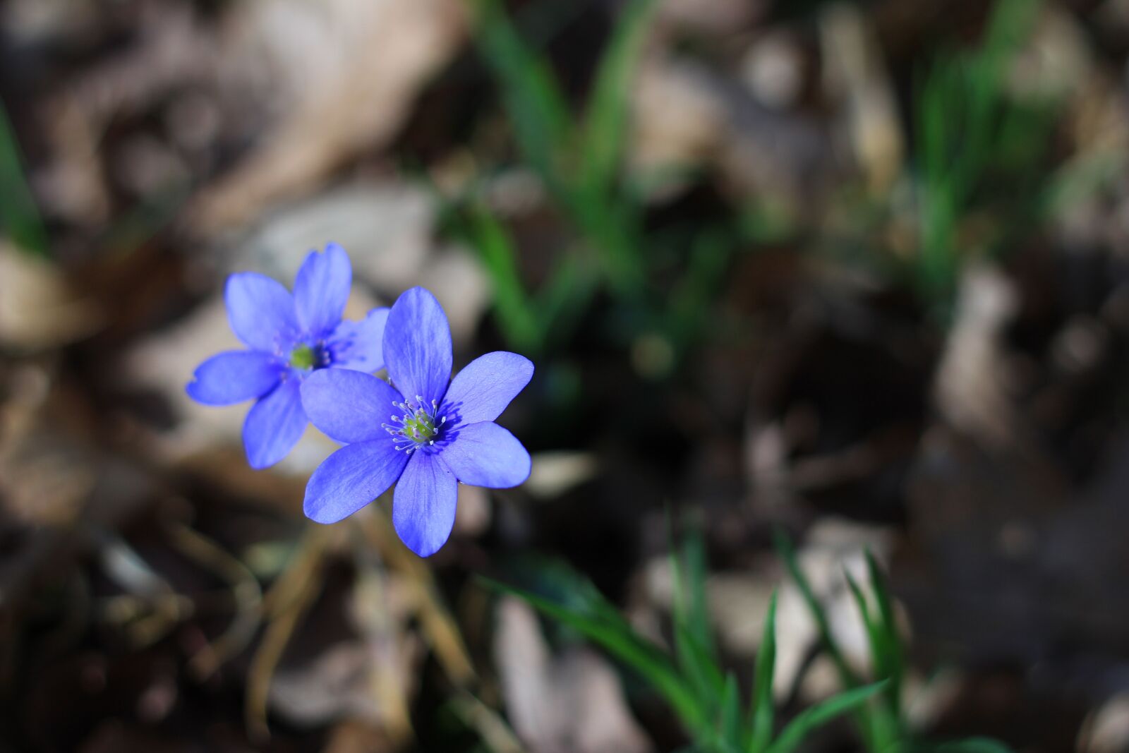 Canon EOS 1300D (EOS Rebel T6 / EOS Kiss X80) + Canon EF 50mm F1.8 STM sample photo. Flower, blossom, liverwort photography