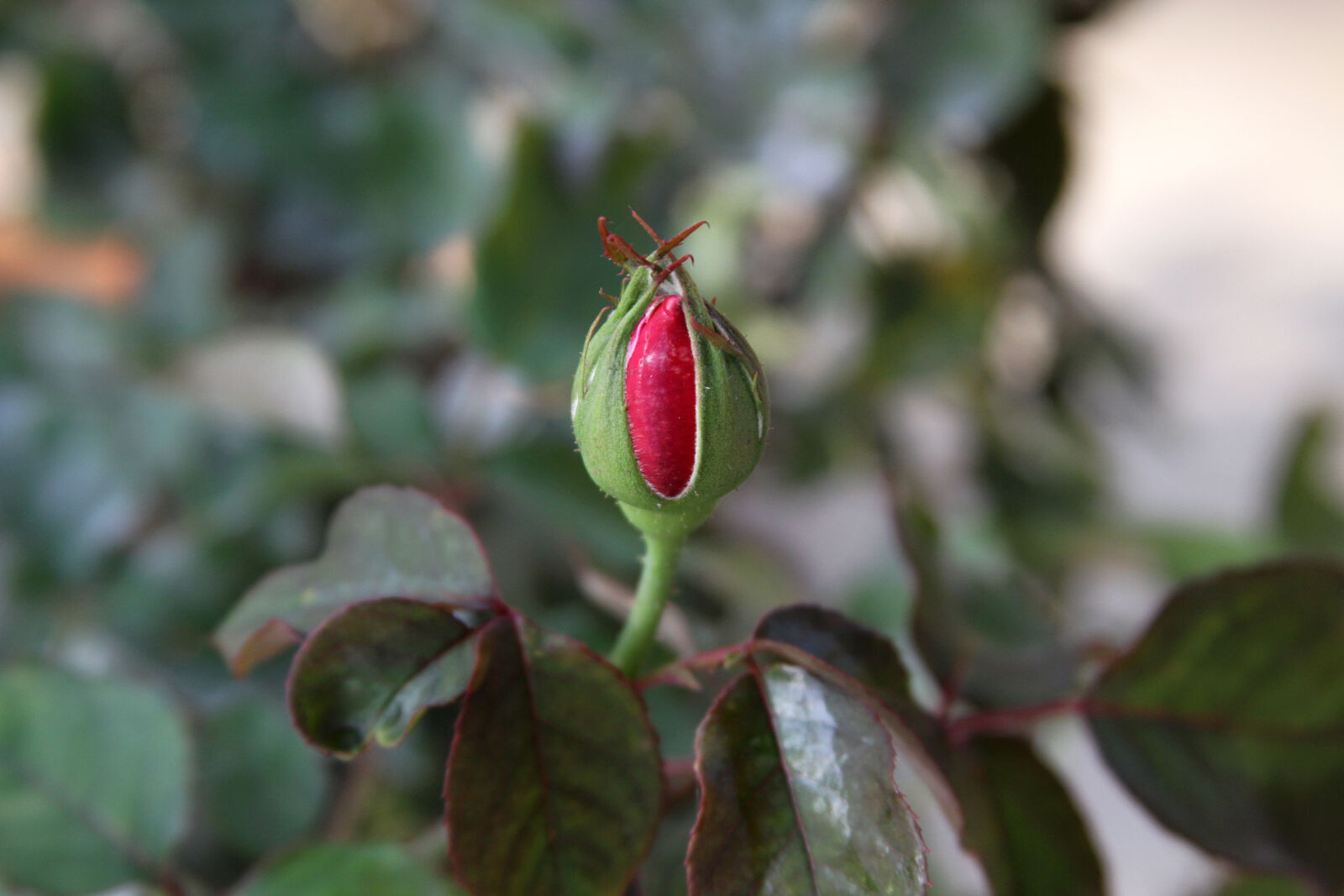 Canon EOS 7D + Canon EF 28-135mm F3.5-5.6 IS USM sample photo. Rose, bud photography