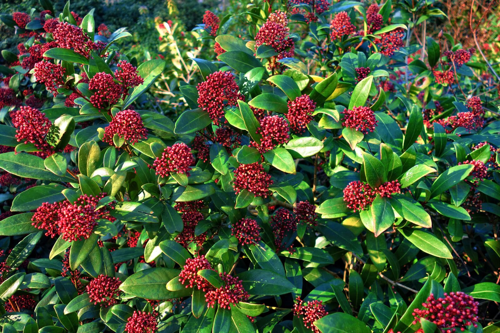 Sony Cyber-shot DSC-RX100 sample photo. Skimia japonica rubella, japanese photography