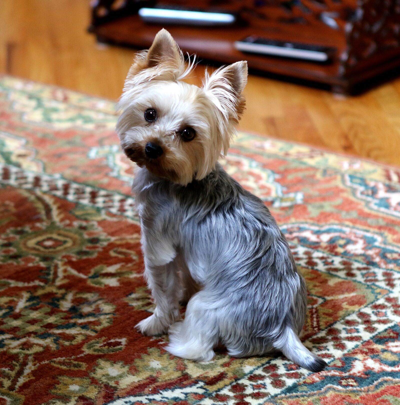 Canon EOS 7D Mark II sample photo. Yorkie, dog, cute photography