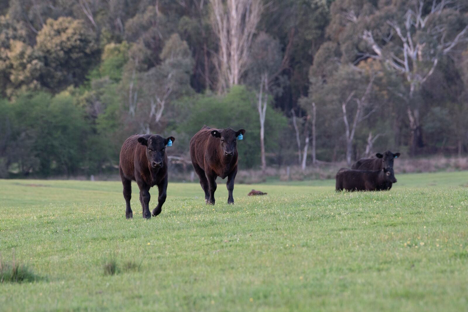 Nikon D750 sample photo. Cow, calf, black angus photography