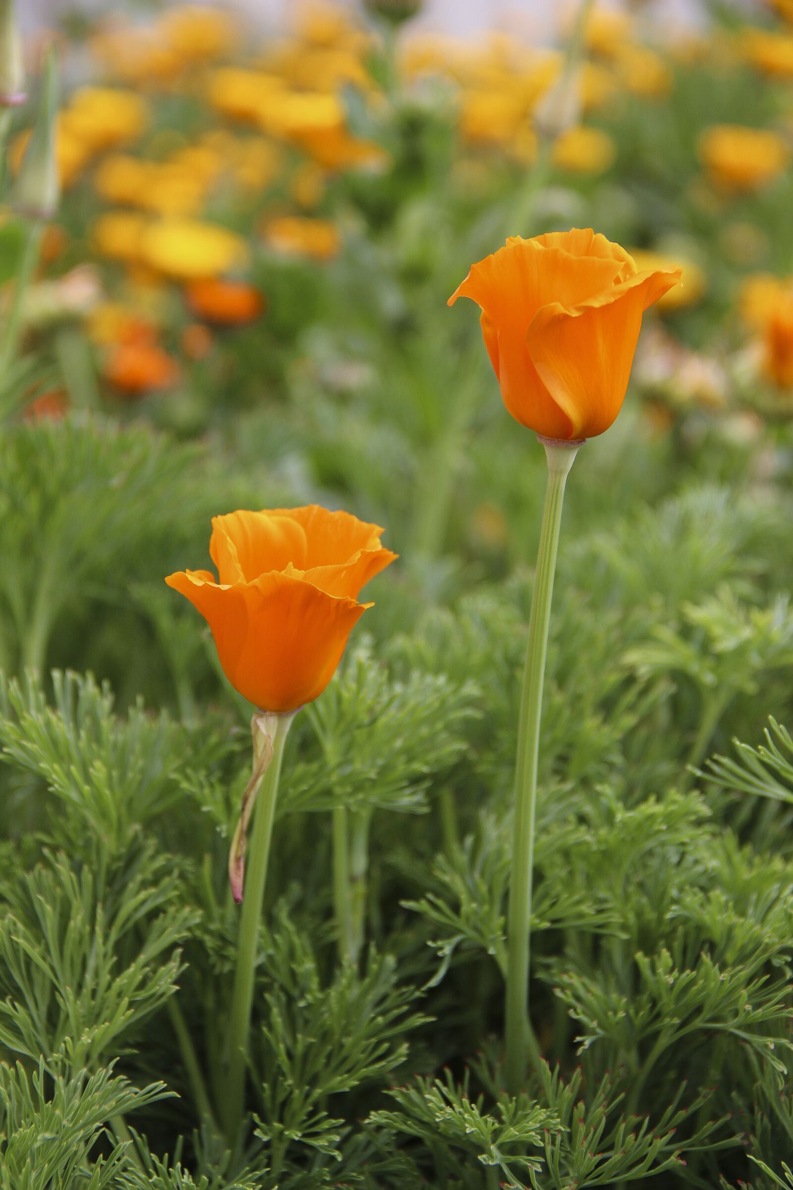 Canon EOS 650D (EOS Rebel T4i / EOS Kiss X6i) sample photo. Flowers, orange, flower photography