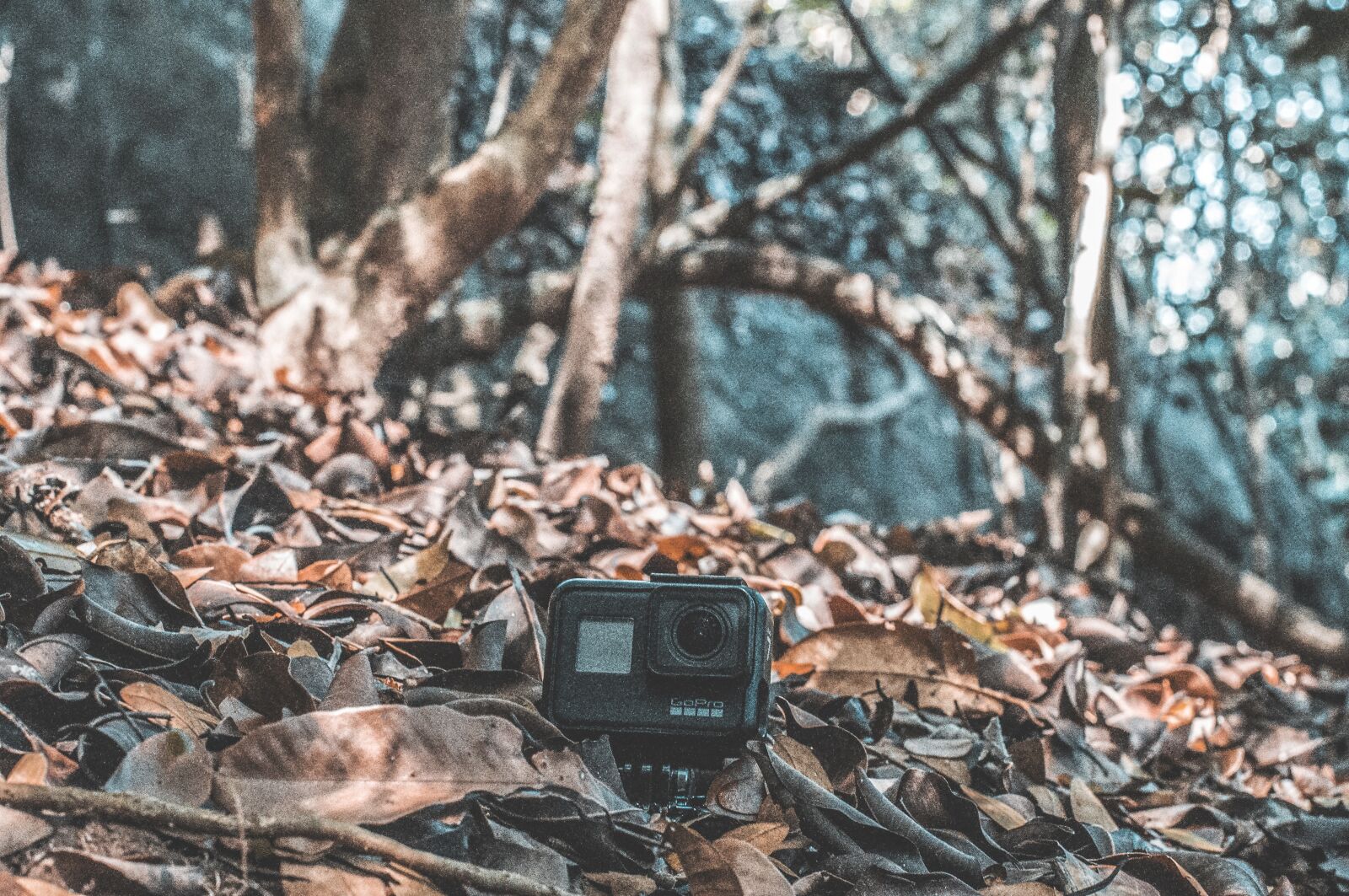 Nikon D90 sample photo. Gopro, hero 8, wild photography