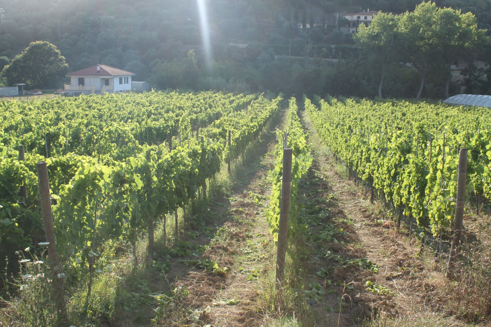 Canon EOS 1100D (EOS Rebel T3 / EOS Kiss X50) sample photo. Vineyard, grapes, screw photography