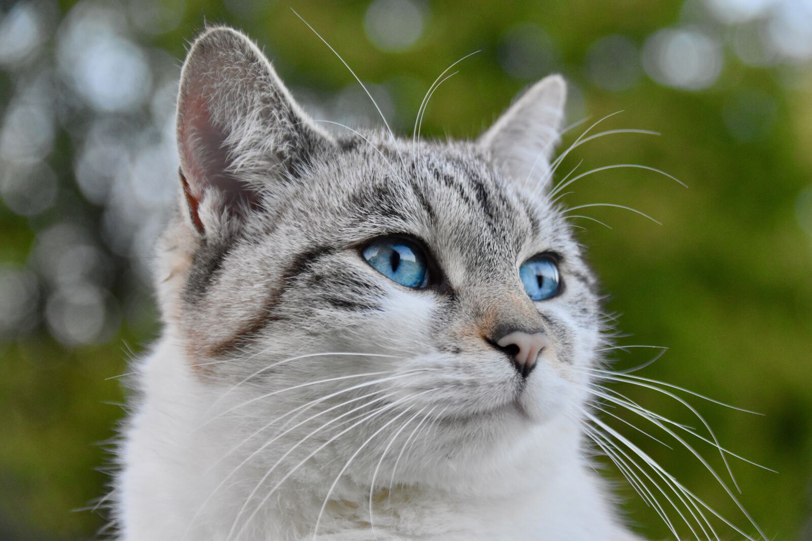 Nikon D5600 sample photo. Cat, alley cat, european photography