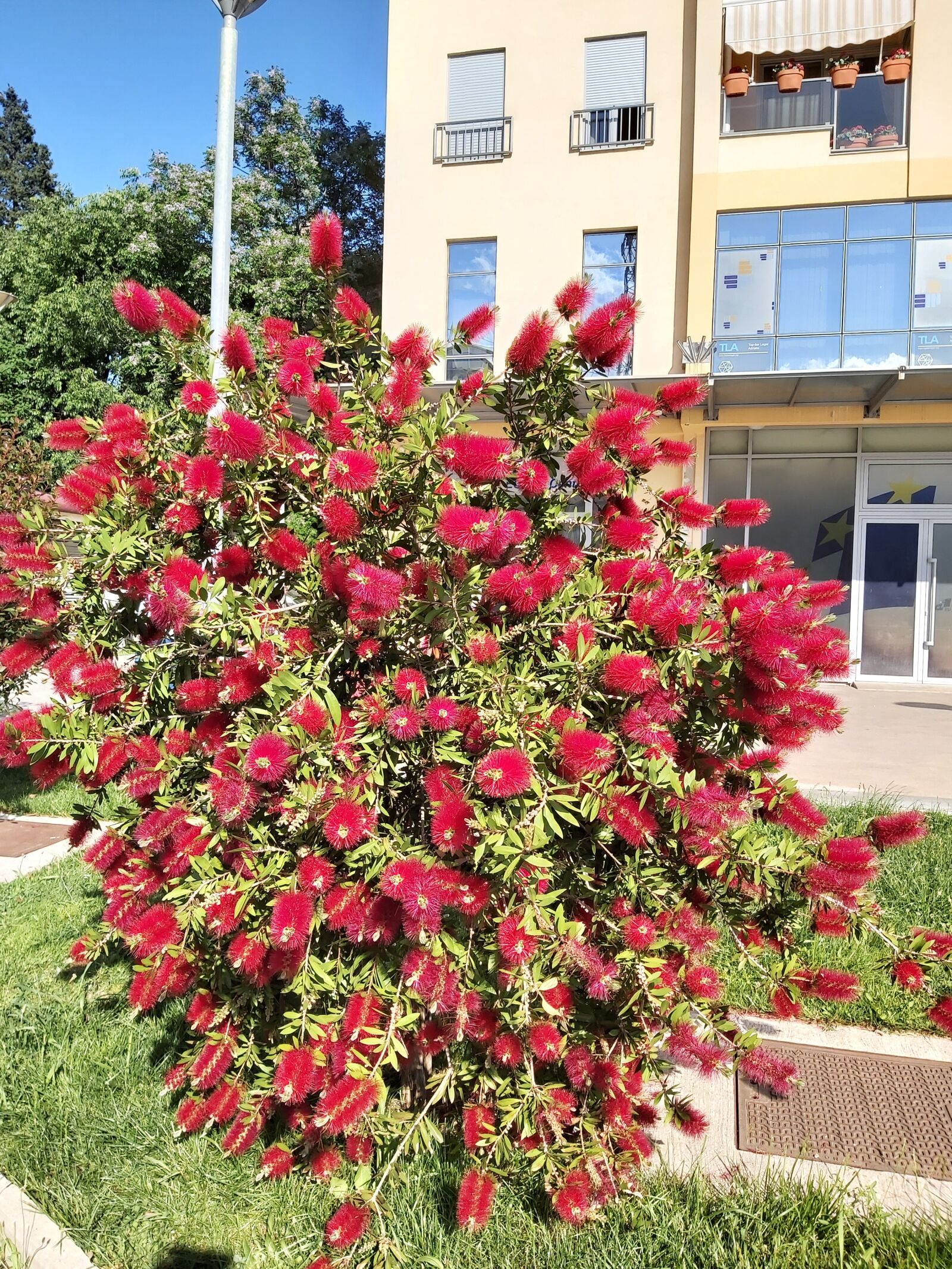 Samsung Galaxy A70 sample photo. Flower, plant, bloom photography