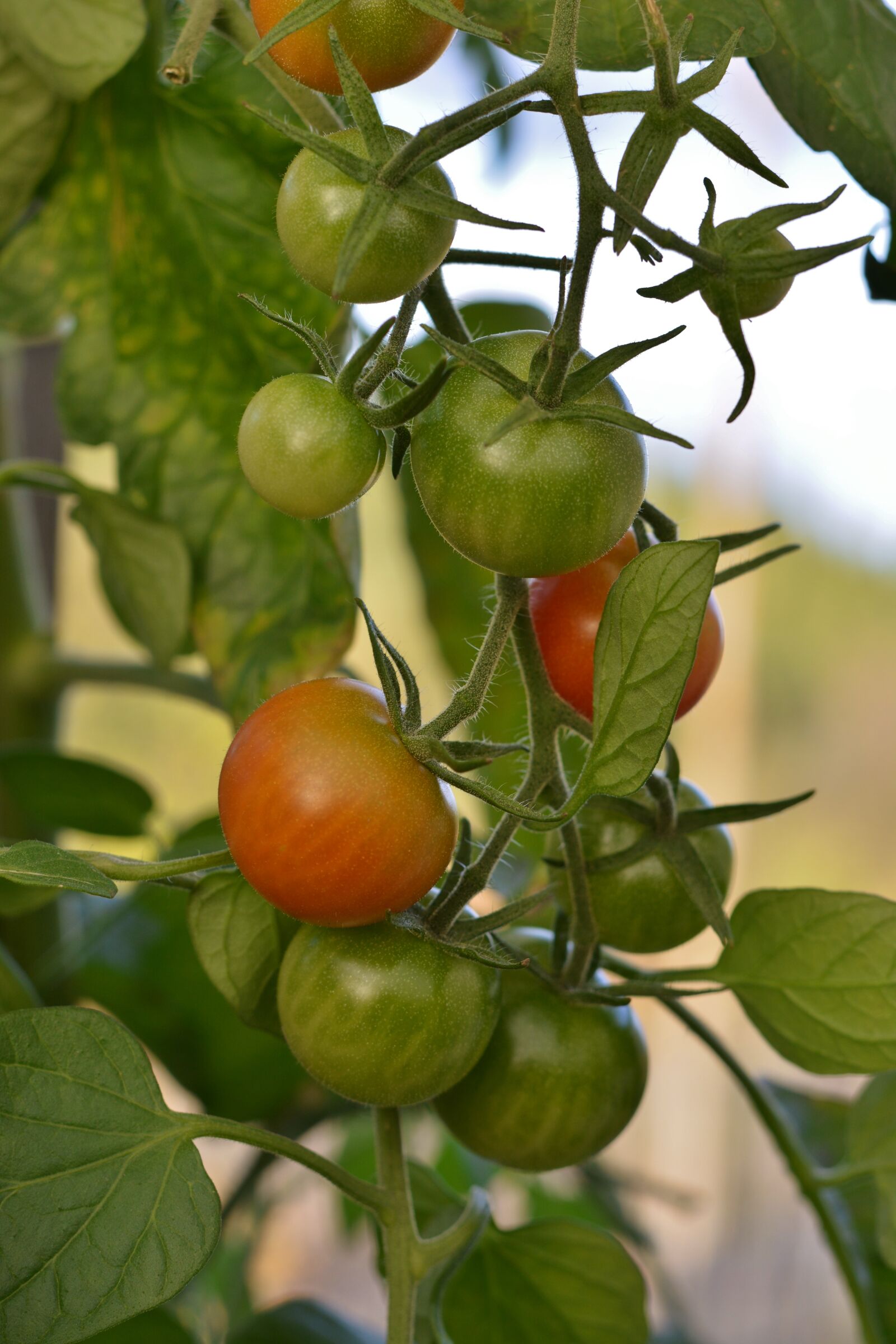 Nikon D5200 sample photo. Tomatoes, autumn, harvest photography
