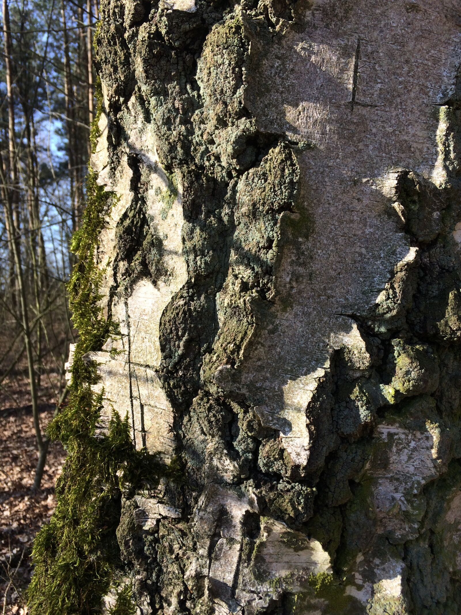 iPhone 5s back camera 4.15mm f/2.2 sample photo. Tree, bark, nature photography