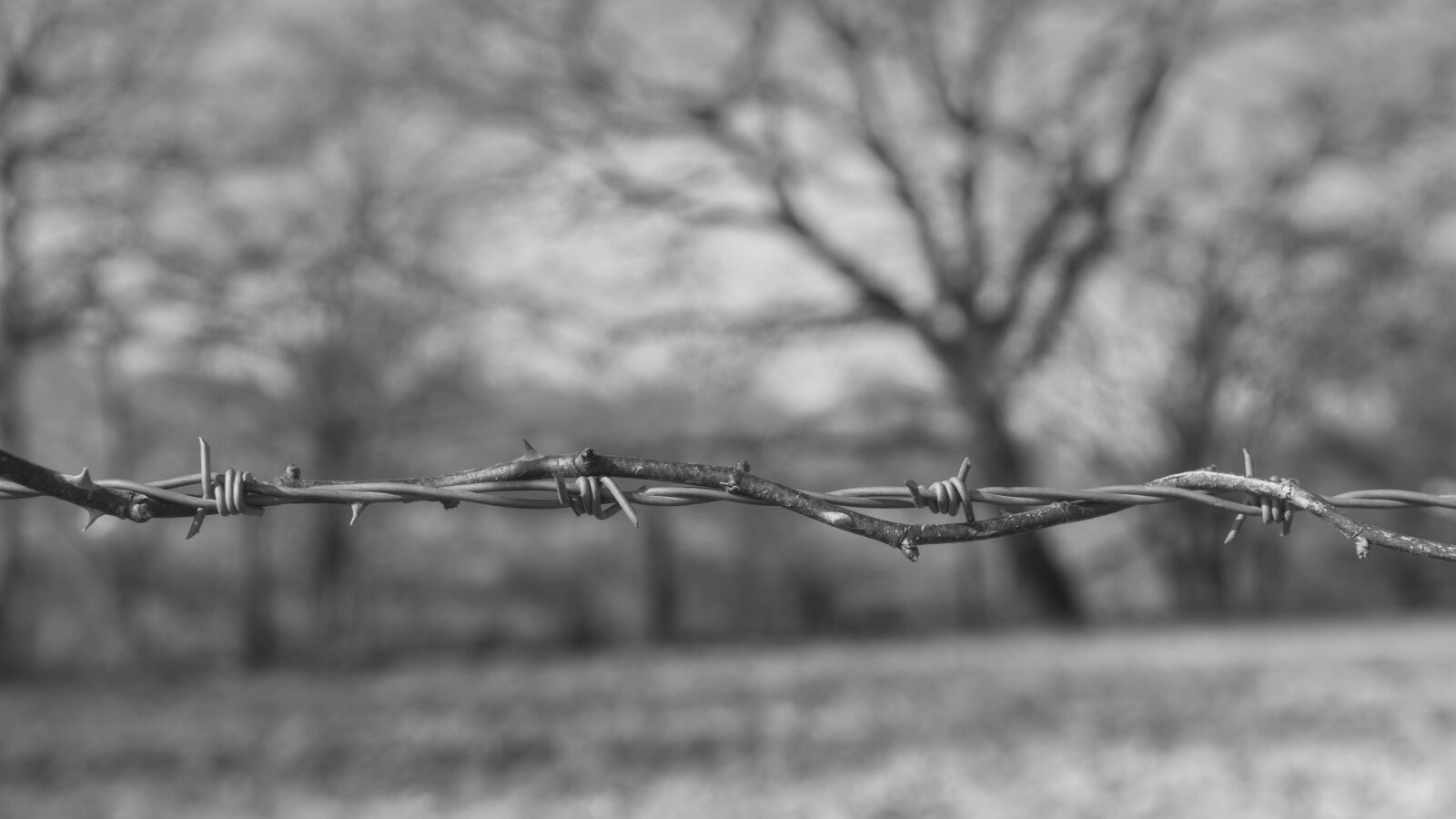 Nikon D7100 sample photo. Barbed wire, wire, security photography