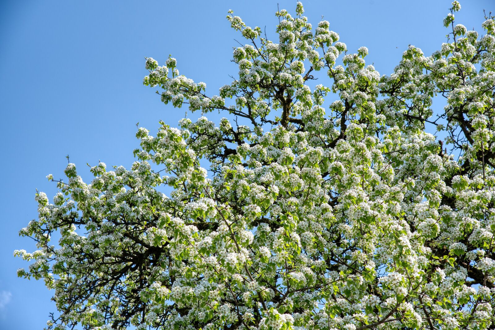 Nikon D750 sample photo. Apple tree, apple blossom photography