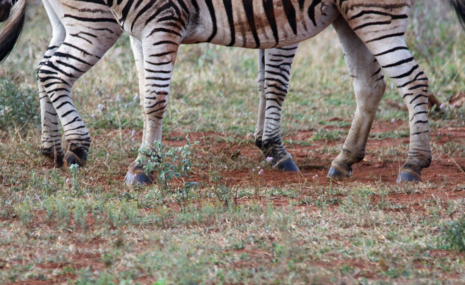 Canon EOS 7D Mark II sample photo. Animals, grass, ground, legs photography